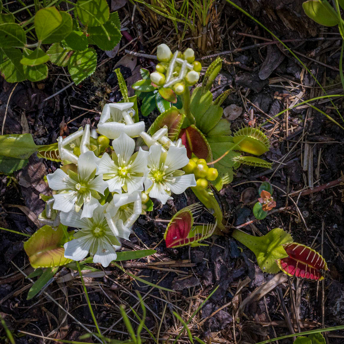 Venus flytrap 4, Green Swamp Preserve
