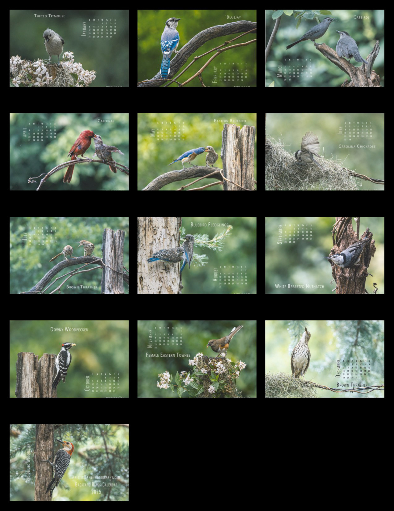 Backyard Birds