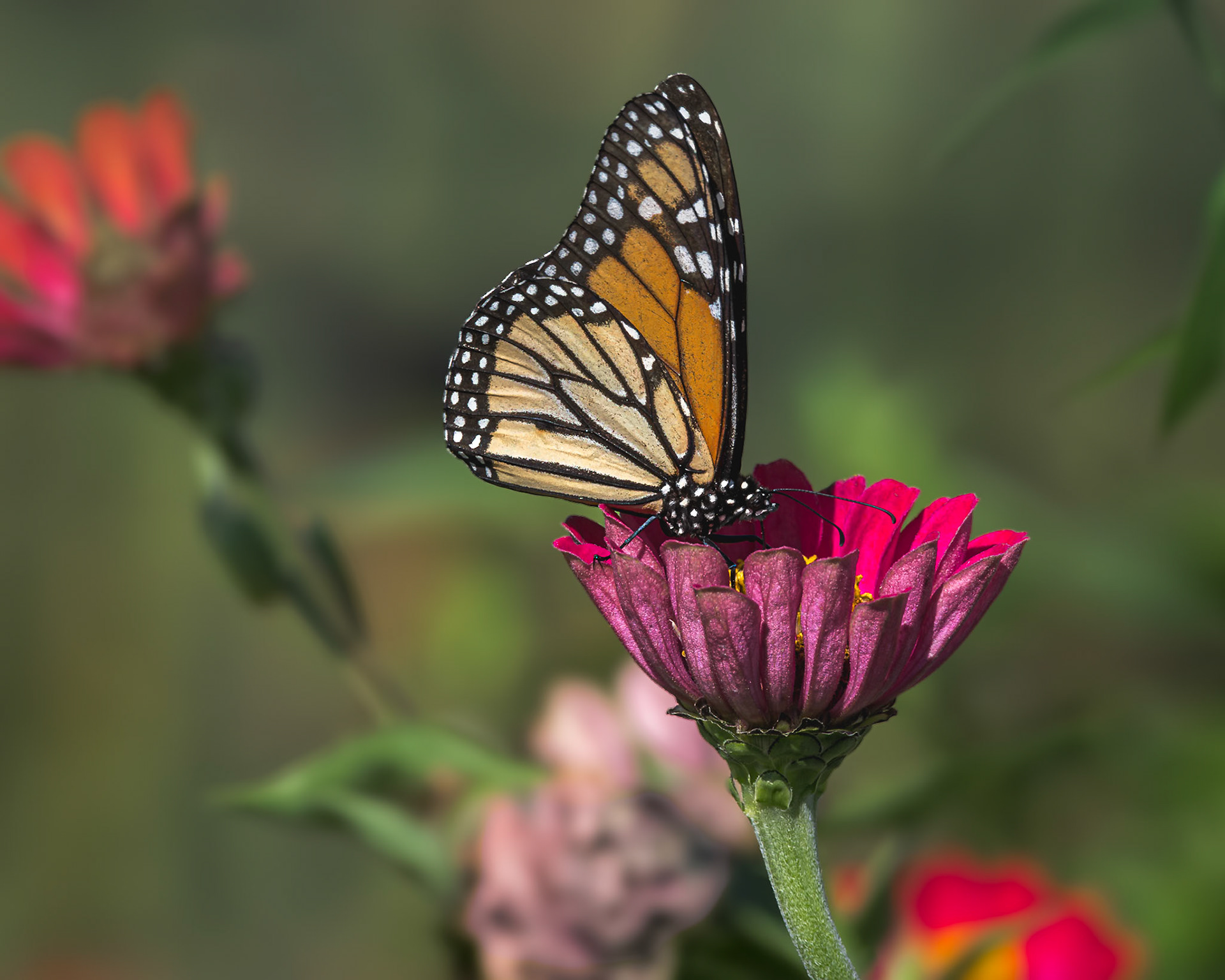 Monarch 27, Private home in Calabash, NC