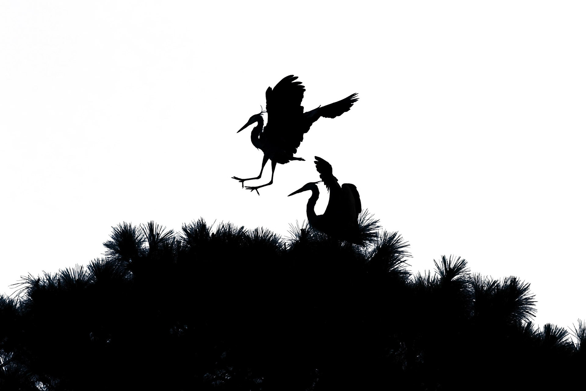 Rookery 28, Sea Trail