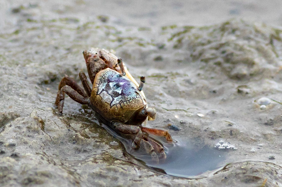 Crab 2, OIB ICW