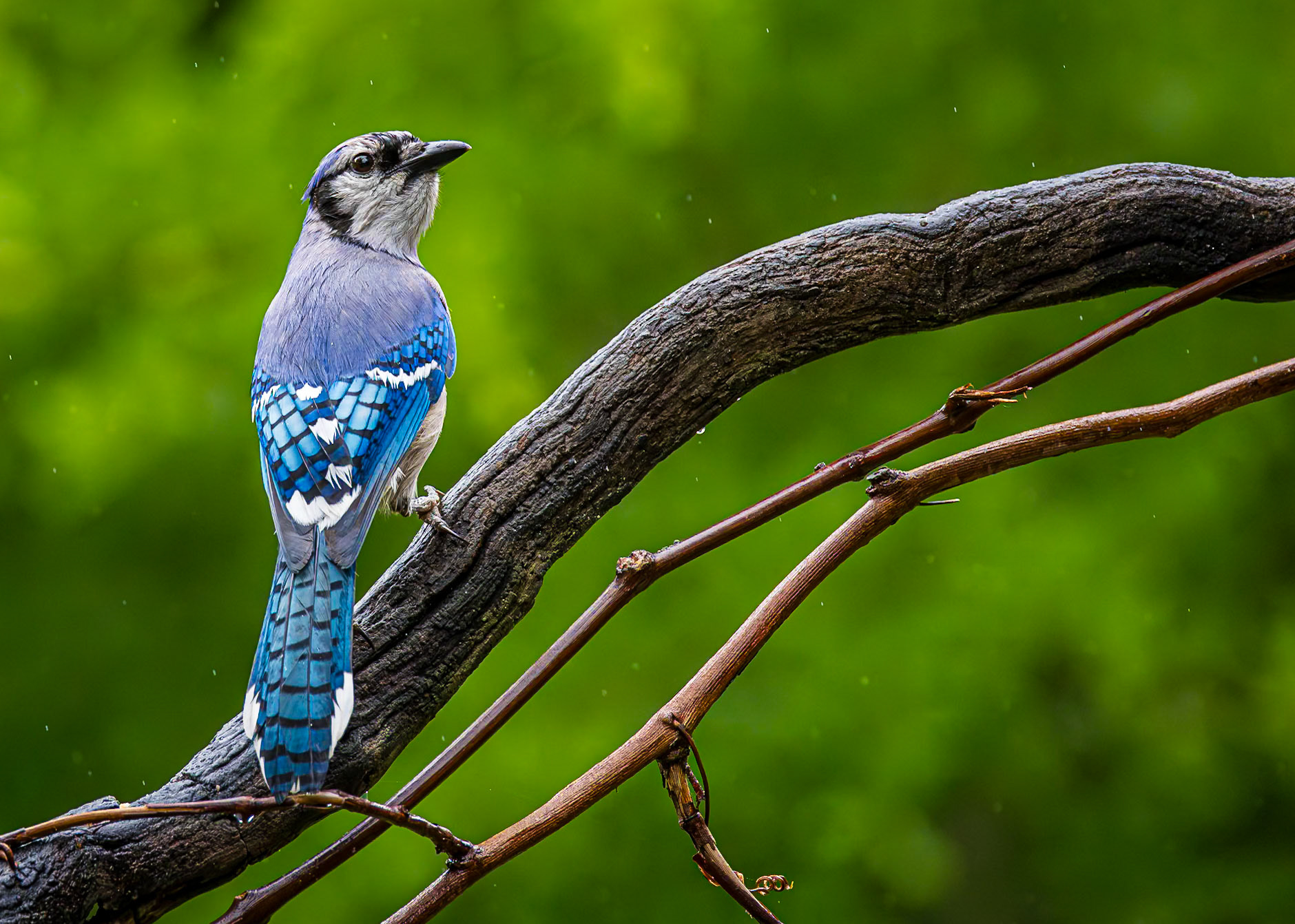 Bluejay 4, The Nut House, Clemson, SC