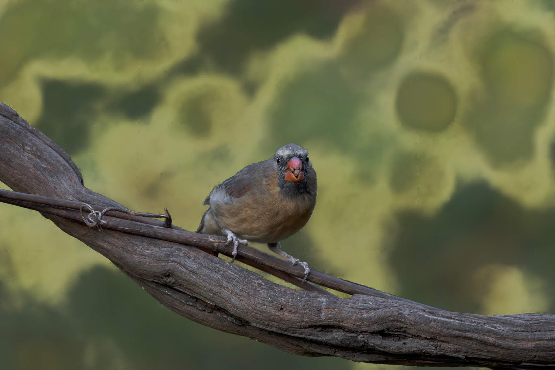 Female cardinal 5, The Nut House, Clemson,. SC