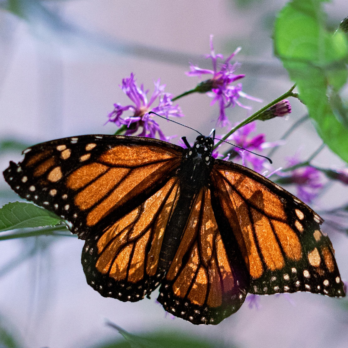 Monarch 1, Airlie Gardens