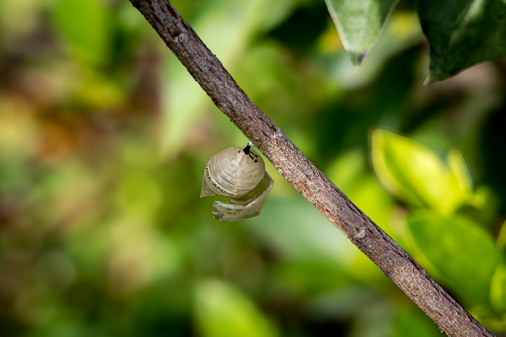 Monarch chrysalis 5, Private home in Calabash, NC
