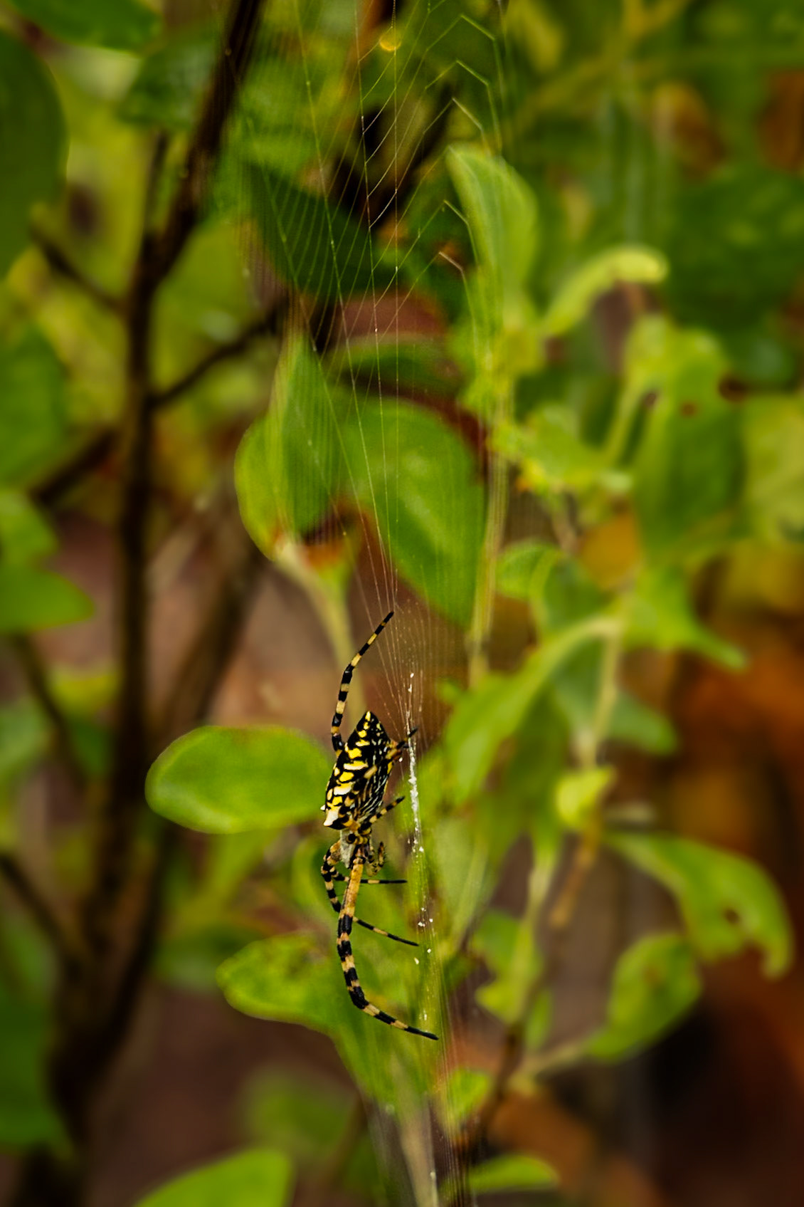 Yellow garden spider 2, Green Swamp Preserve