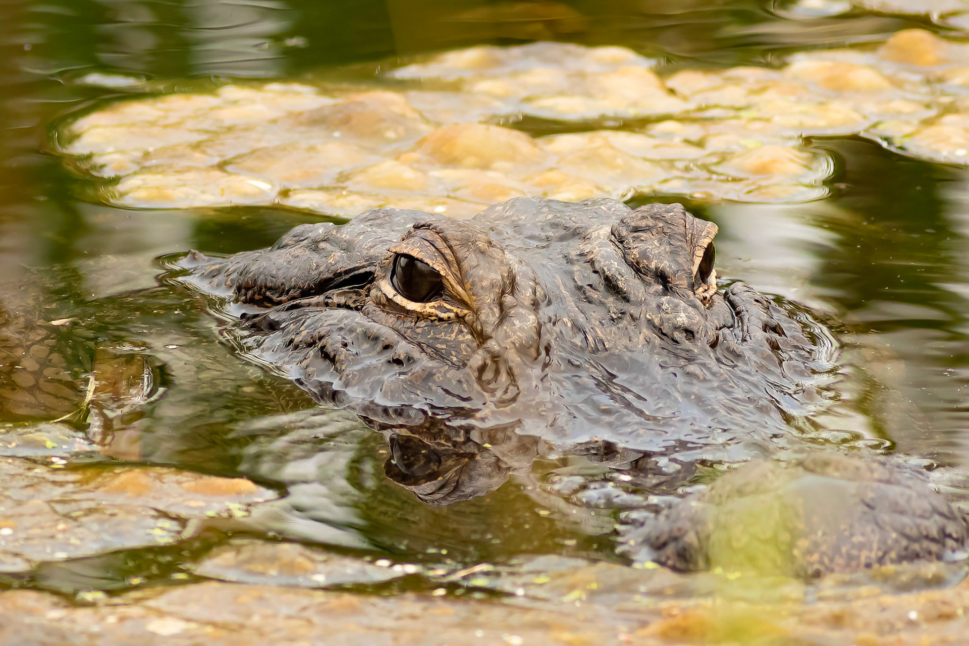 Gator 3, Carl Bazemore platform, Sunset Beach
