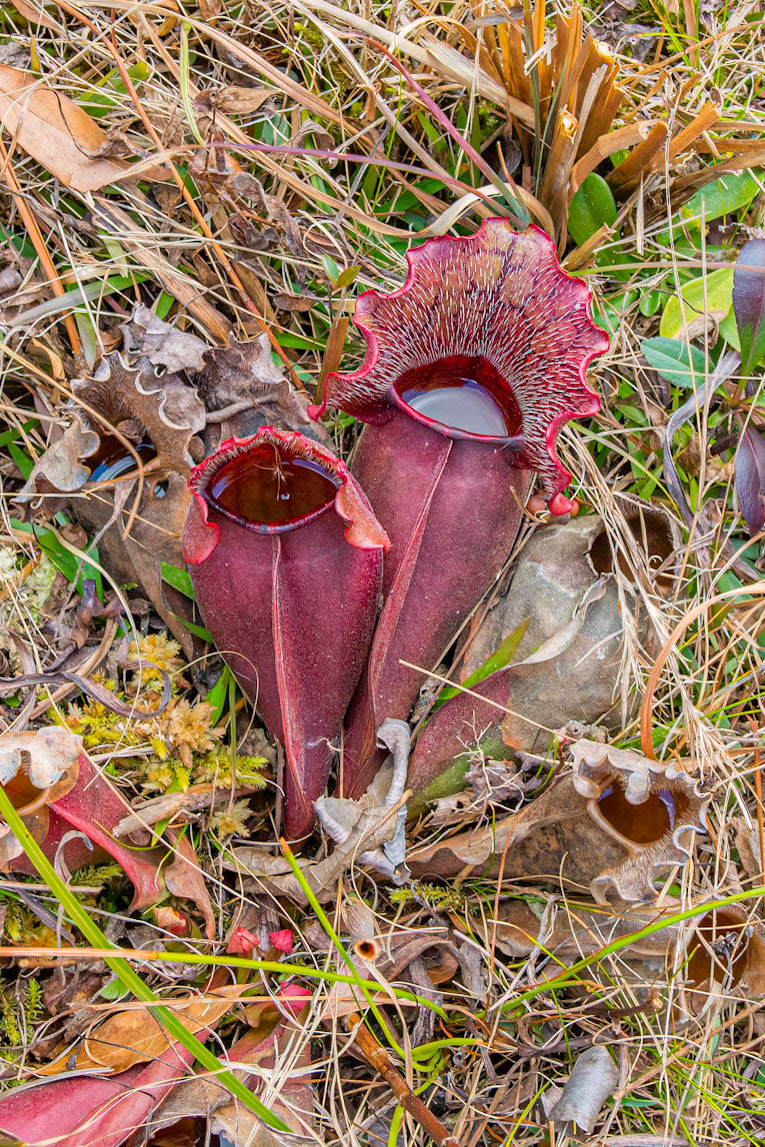 Purple pitcher plant 1, Piney Ridge Nature Preserve