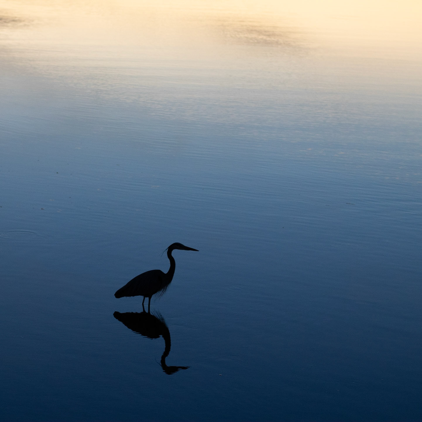 Sunset Heron 2, OIB Ferry Landing Park, Aspect Ratio 1:1