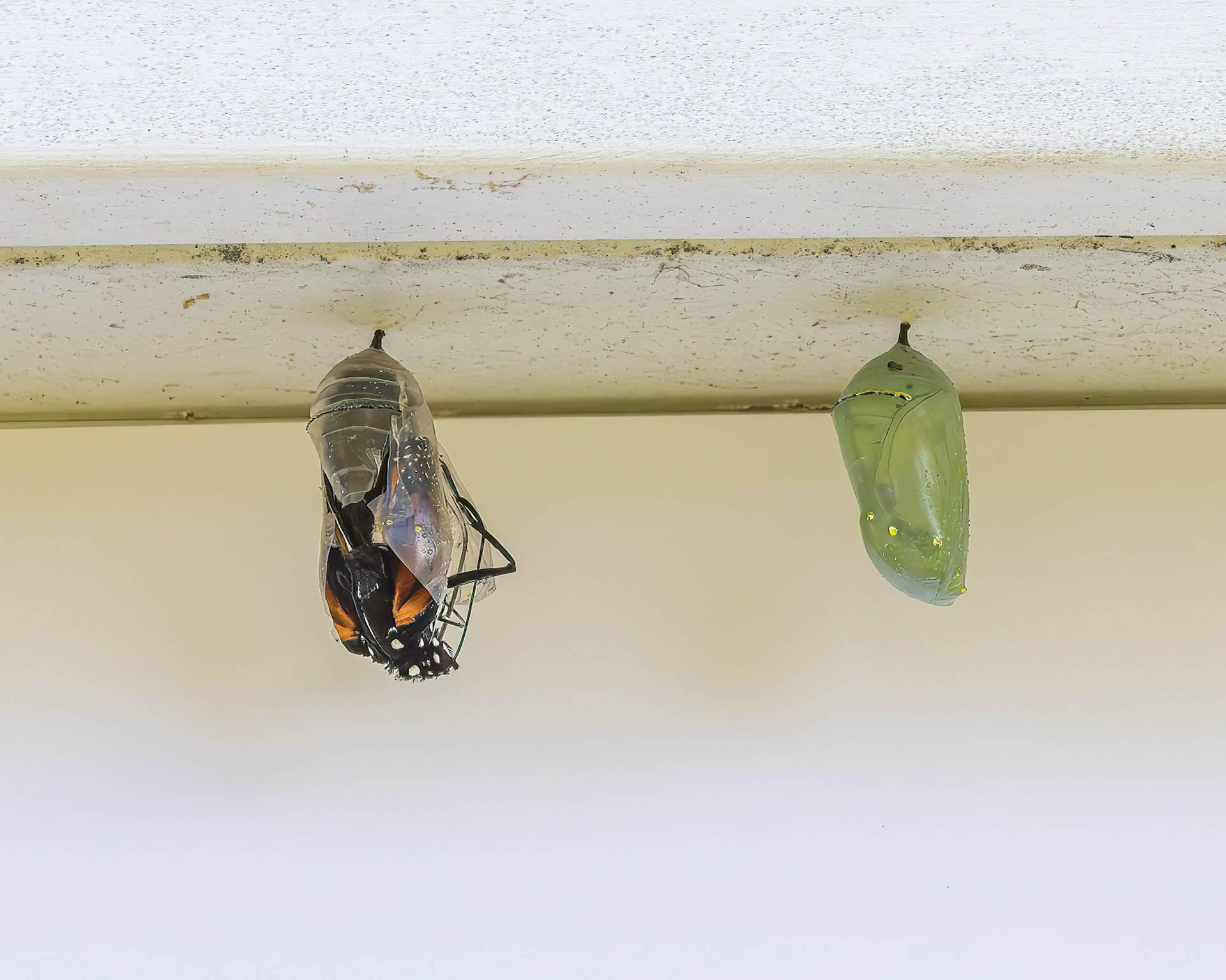 Monarch hatching 2, Private home in Calabash, NC