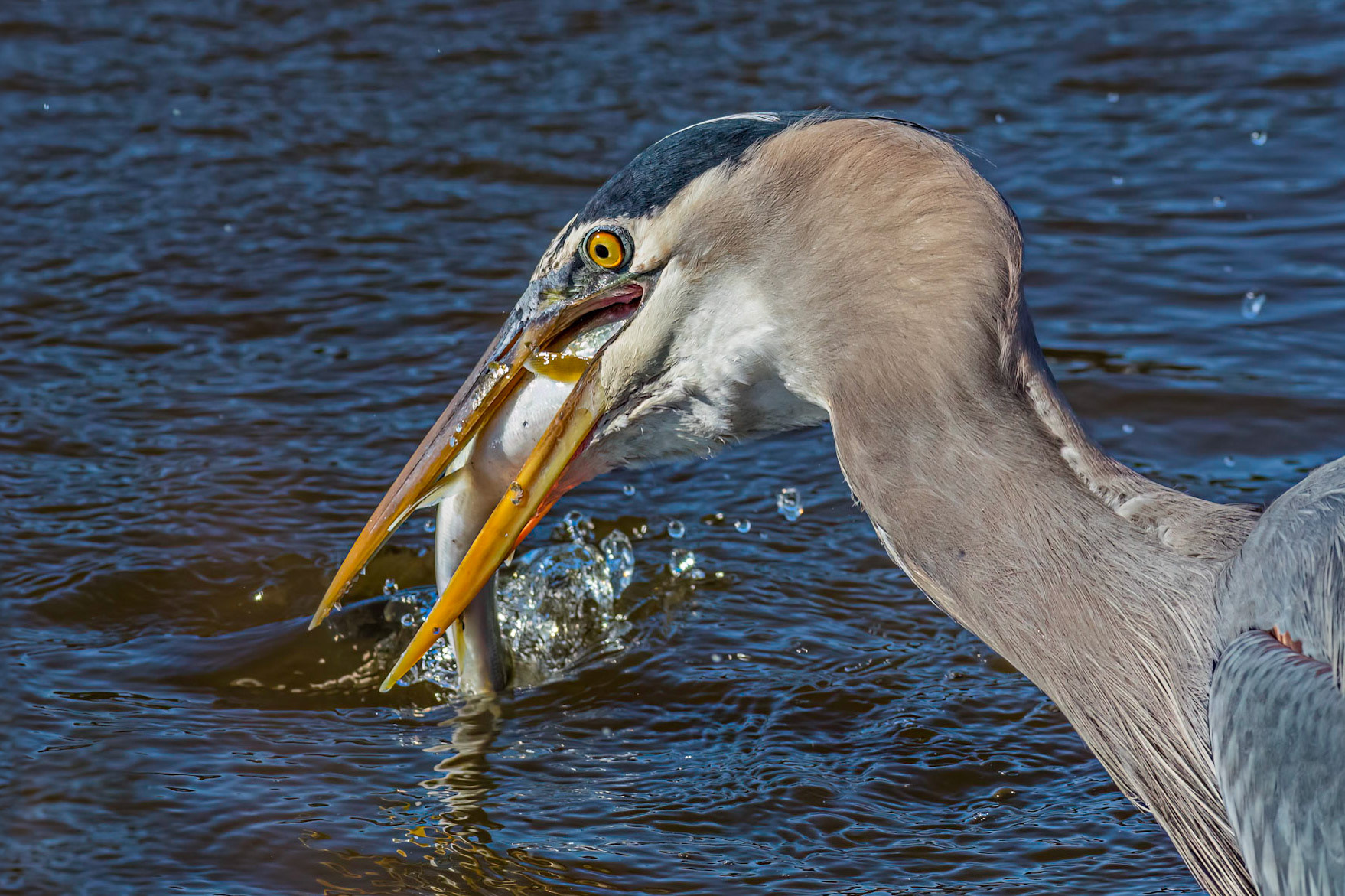 Great blue Heron 56, Huntington Beach State Park, SC