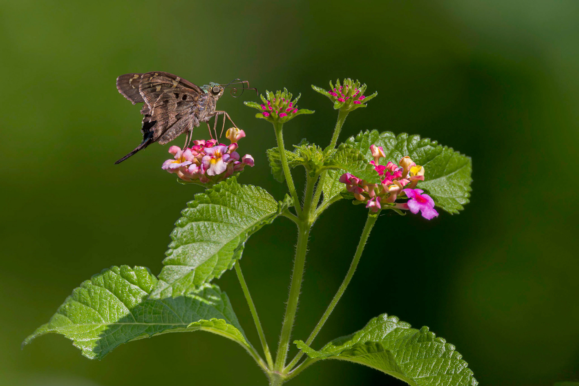 Long tailed skipper on lantana 6, Brunswick County Botanical Gardens
