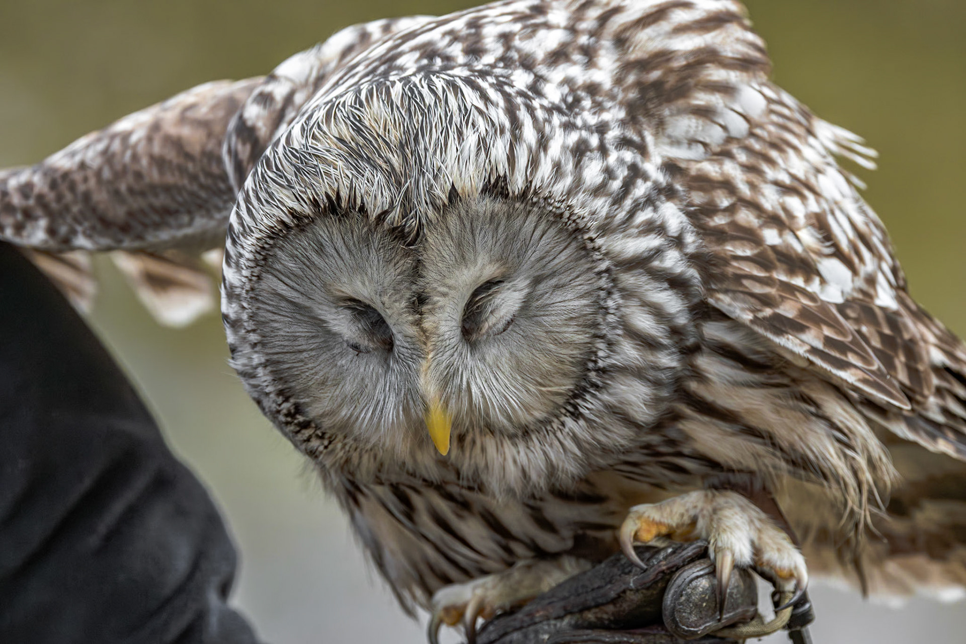 Ural Owl 8, Center for Birds of Prey, Awendaw, SC