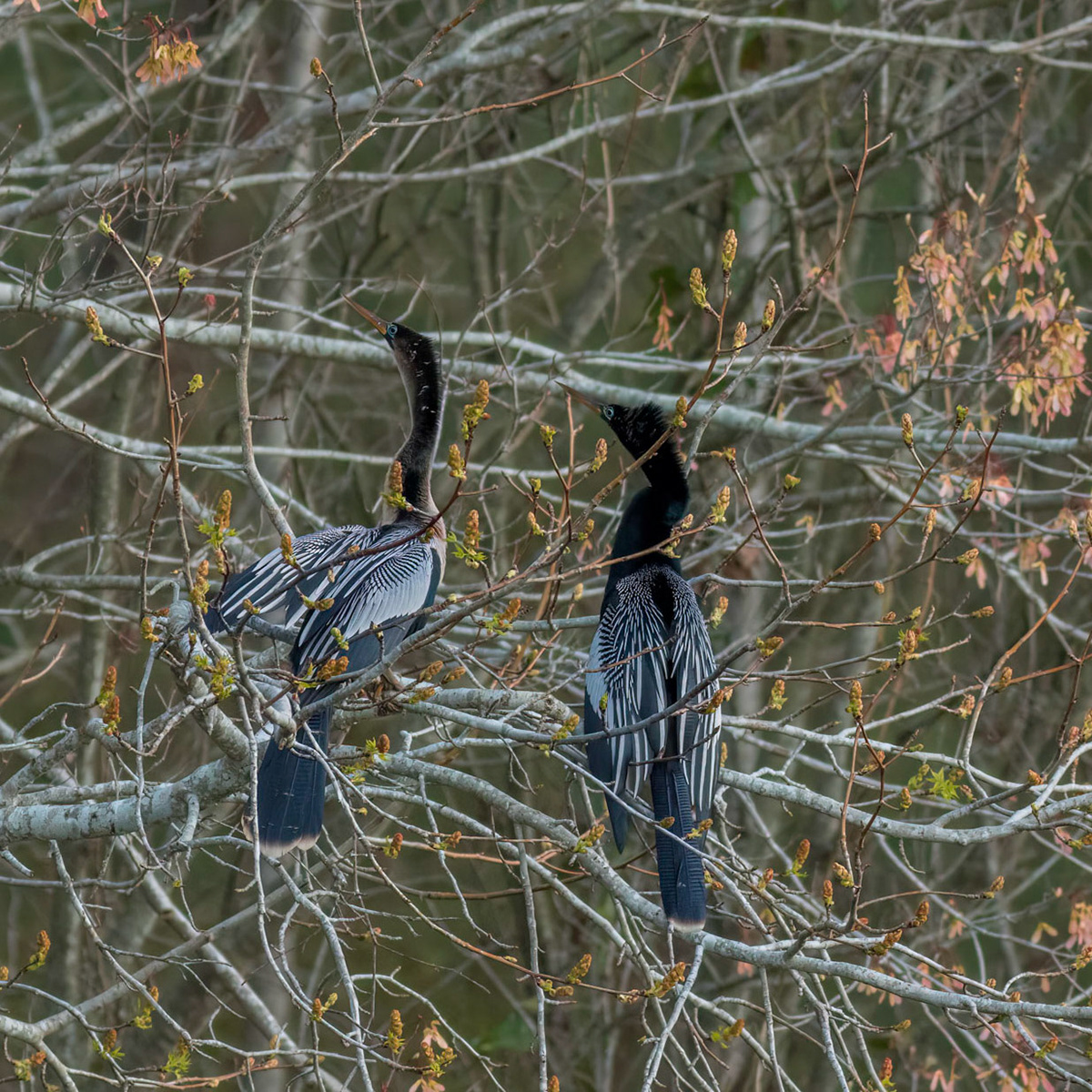 Anhinga 16, Sea Trail, Sunset Beach, NC