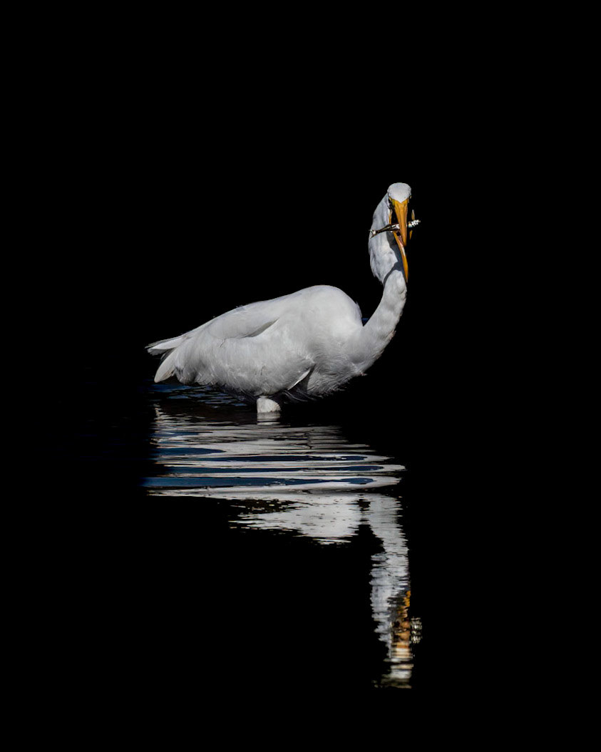 Great Egret 47, Huntinton Beach SC