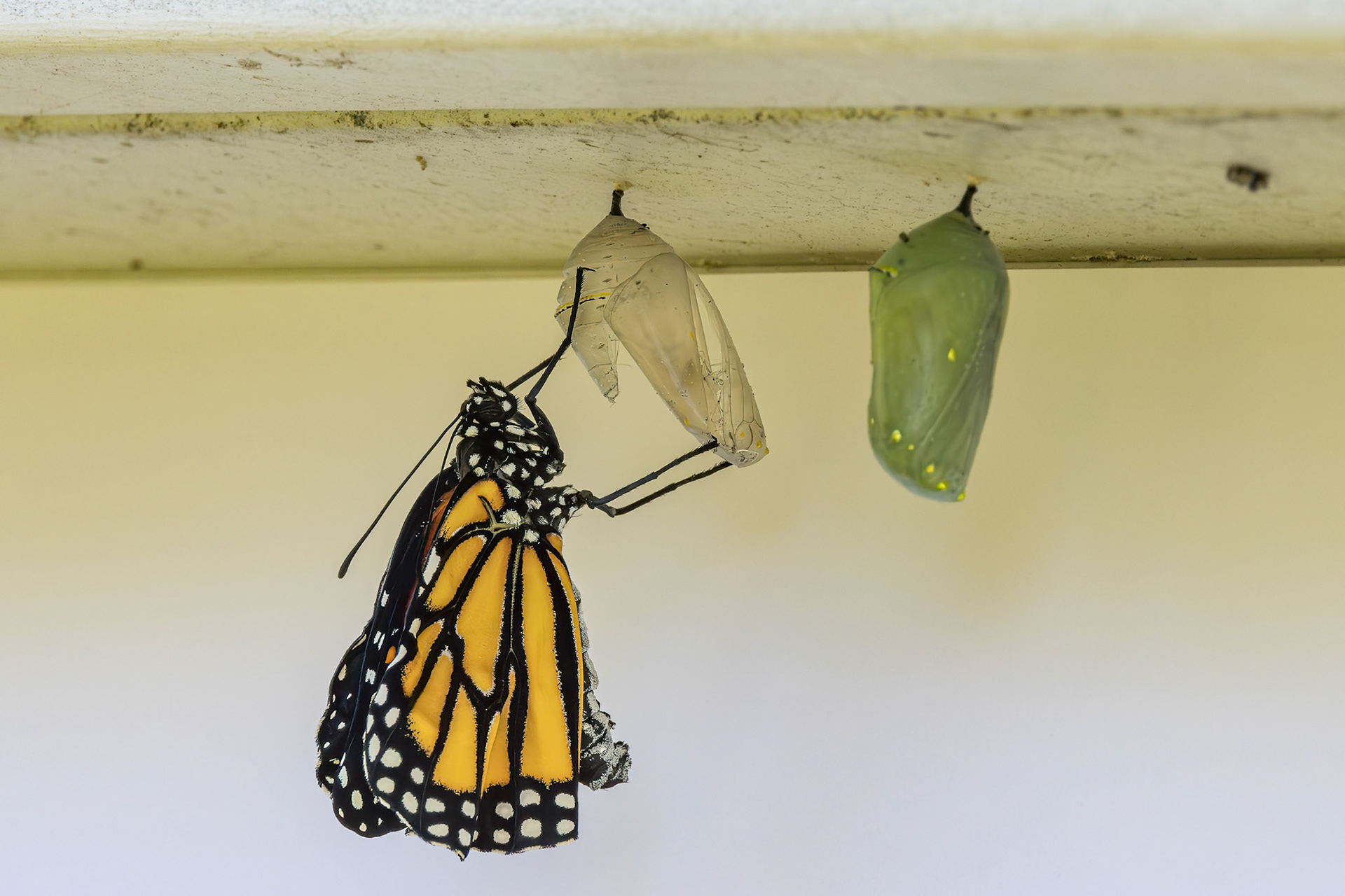 Monarch hatching 16, Private home in Calabash, NC