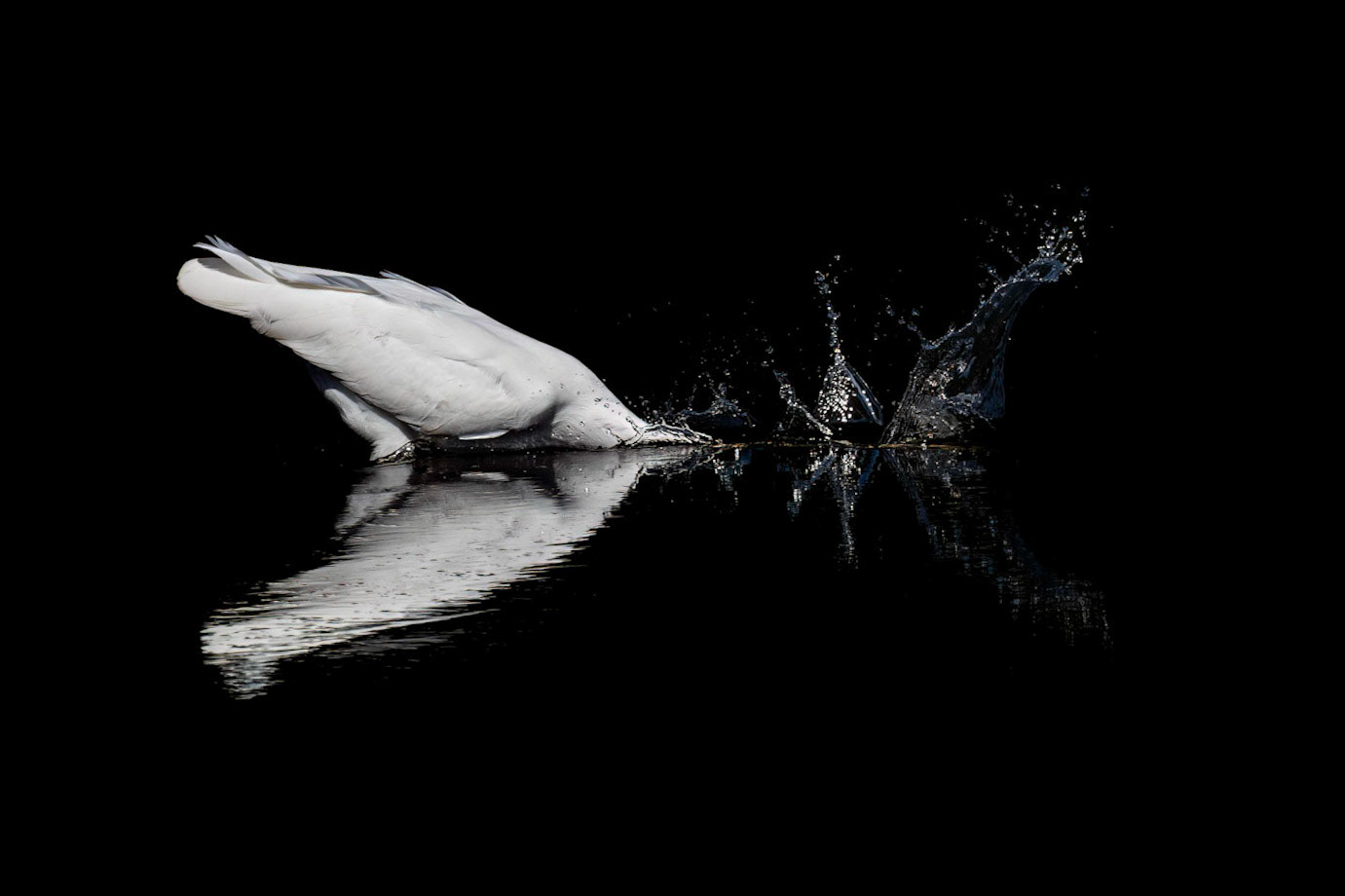 Great Egret 45, Huntinton Beach SC