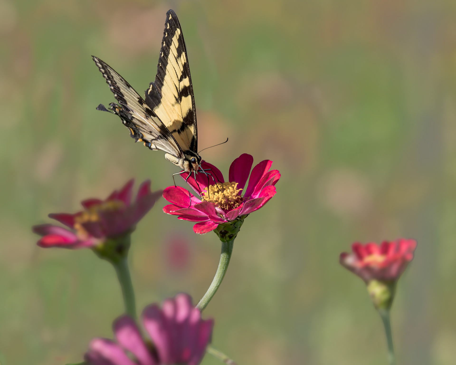 Eastern tiger swallowtail 6, Private home in Calabash, NC