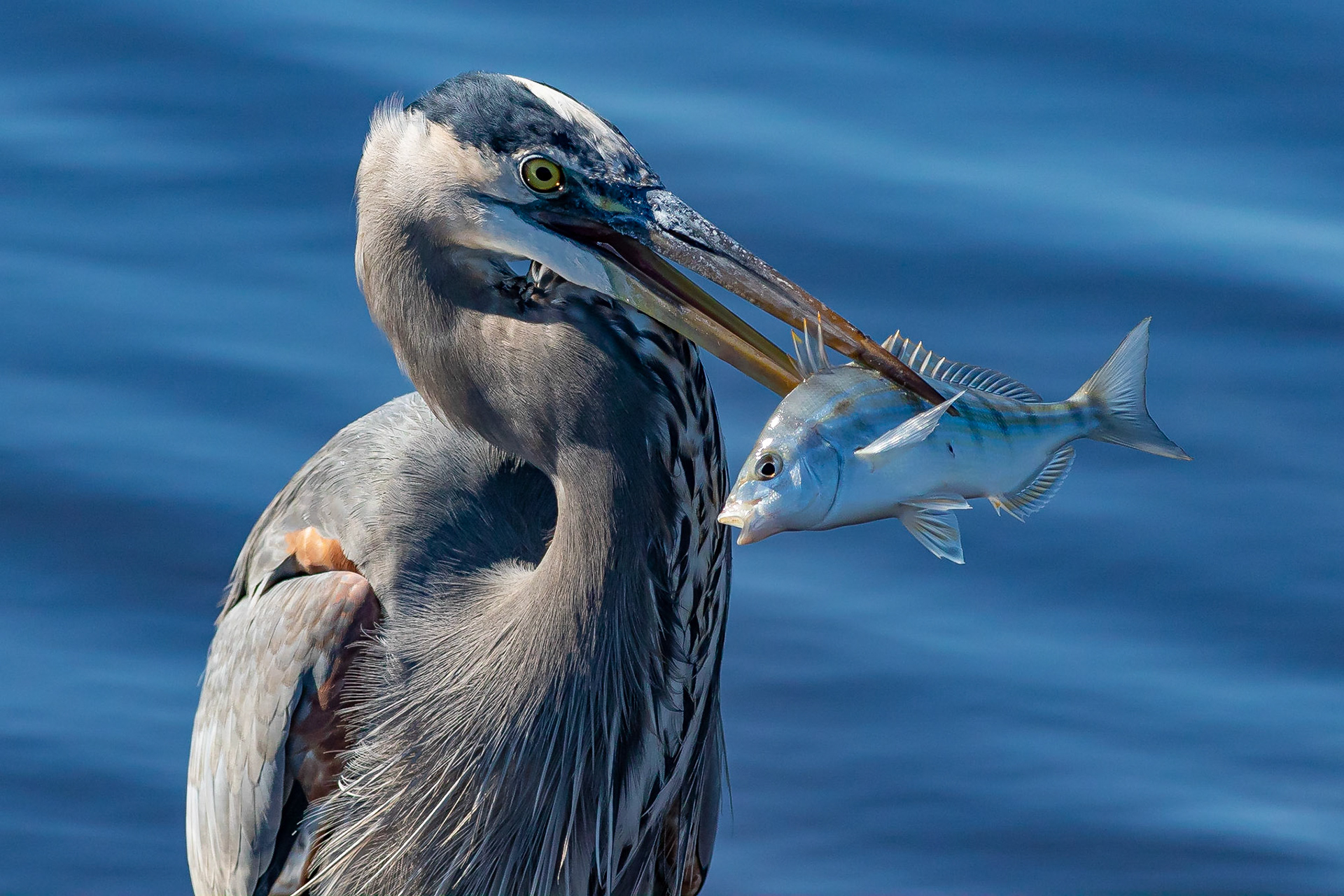 Great Blue Heron 21, Huntington Beach SC
