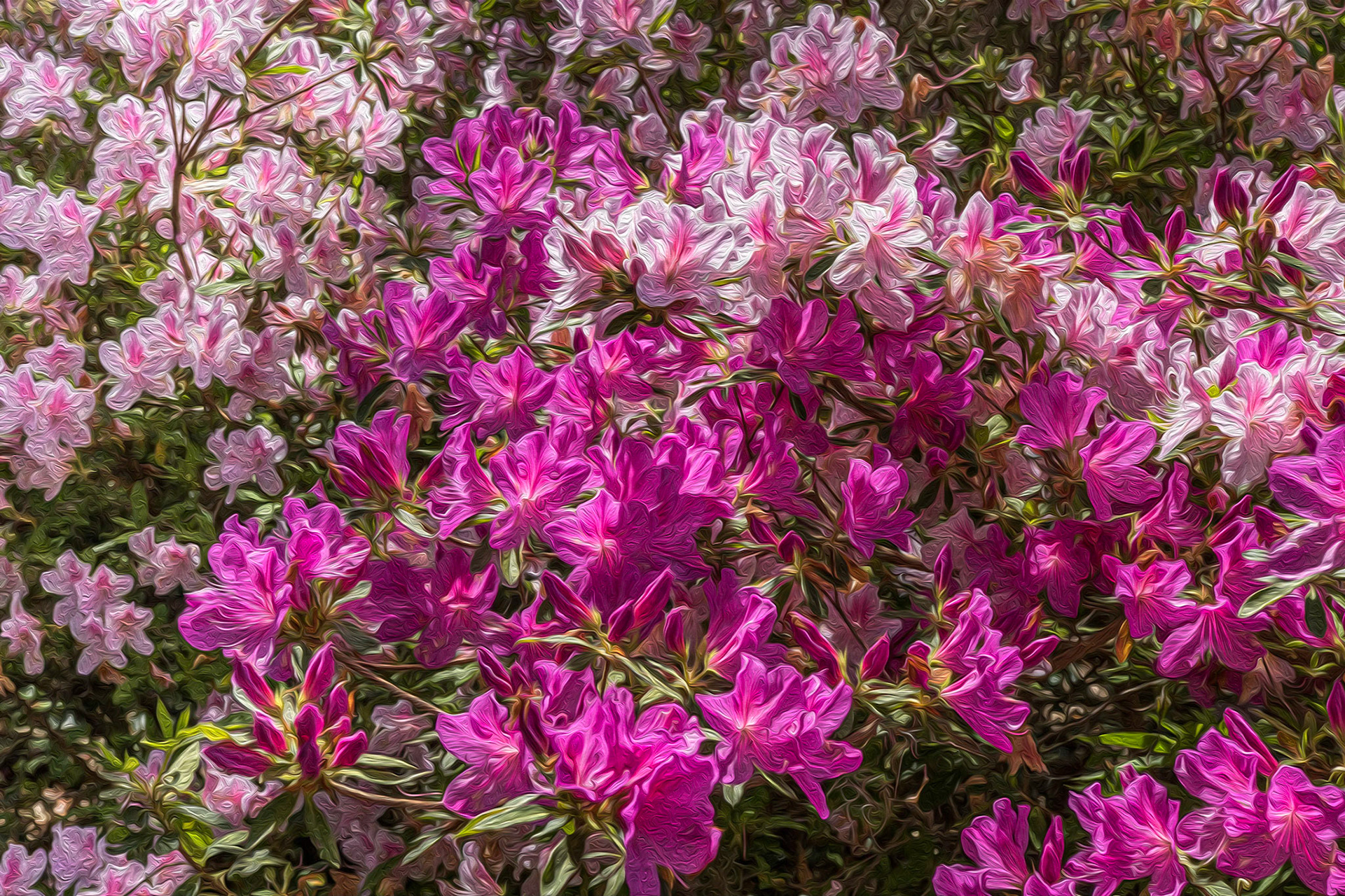 Azaleas 4, Airlie Gardens, Wilmington