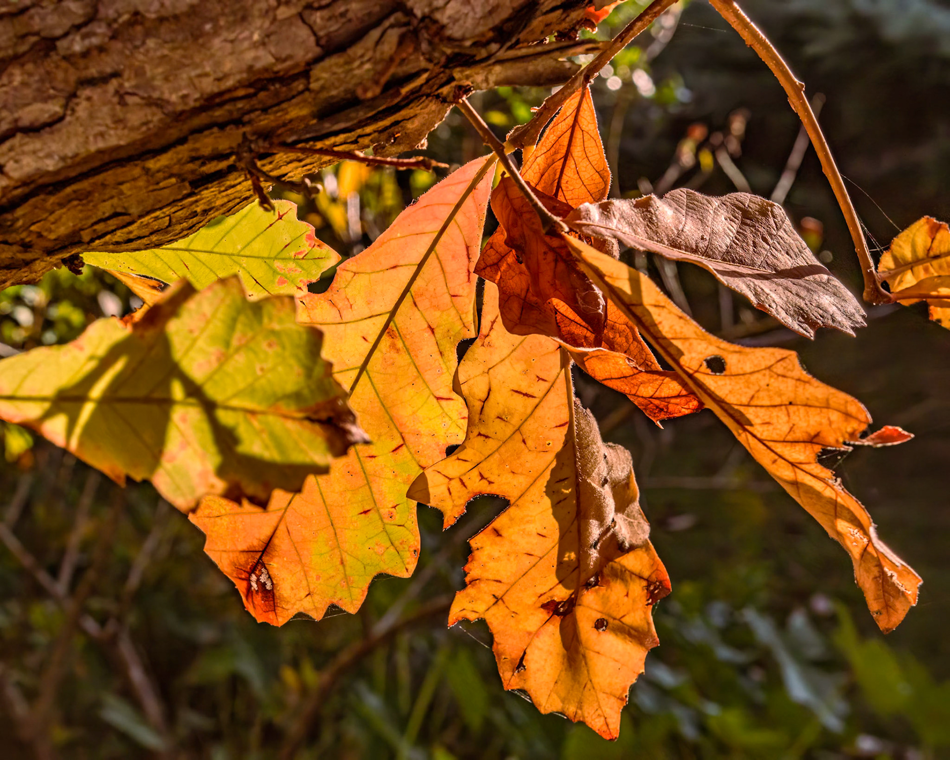Fall leaves 1, Brunswick County Botanical Gardens