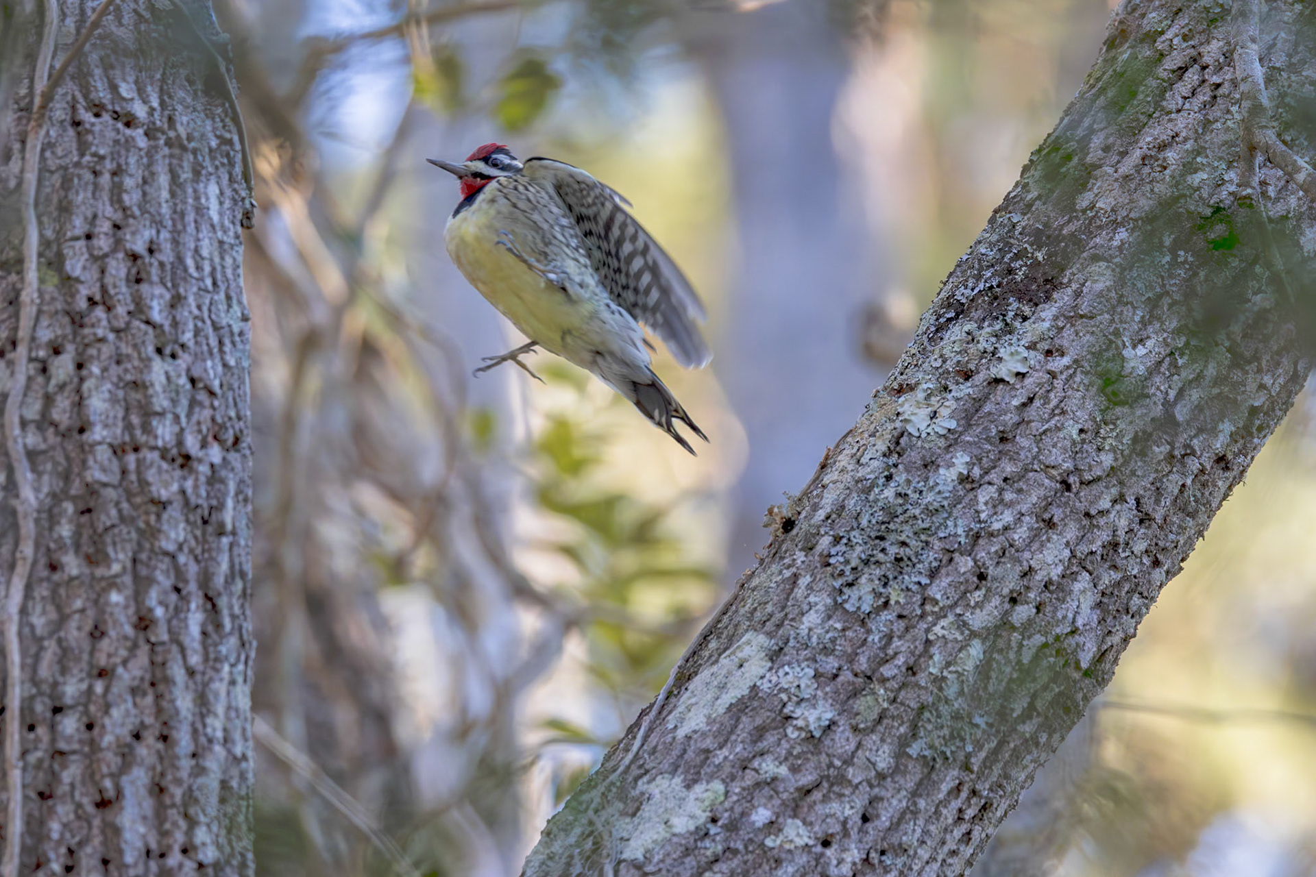 Yellow-bellied sap sucker 6, Huntington Beach State Park, SC