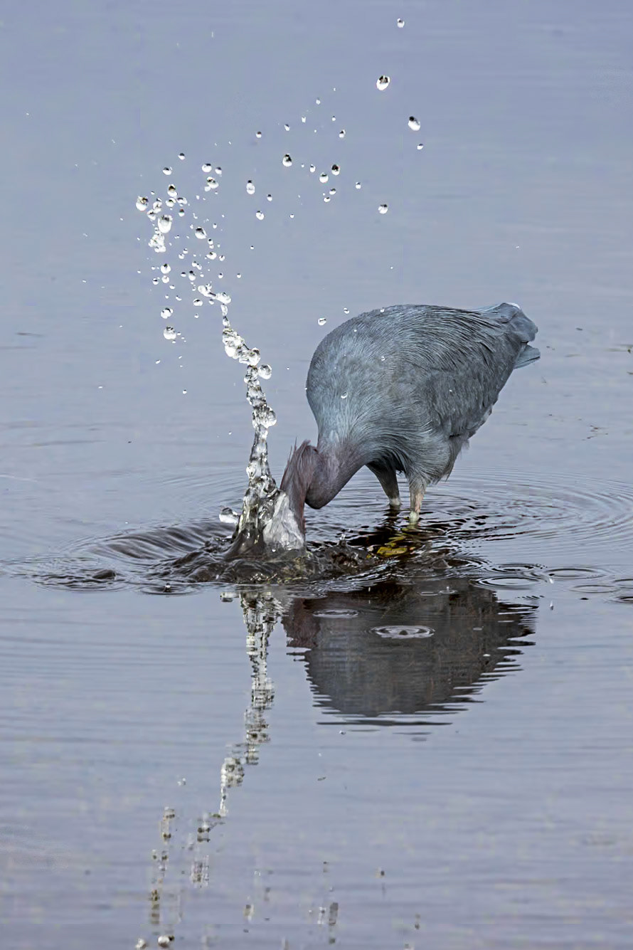 Little Blue Heron 19, Huntington Beach State Park, SC