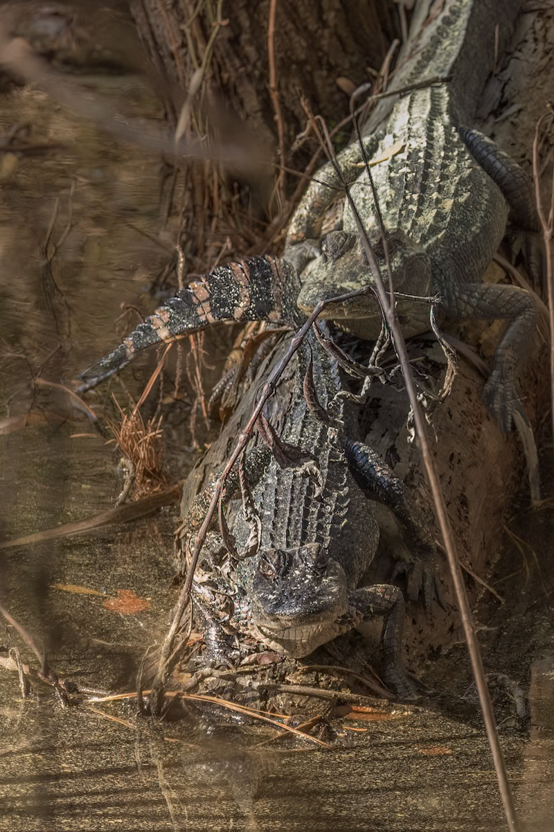 Gator 9, Huntington Beach State Park, SC