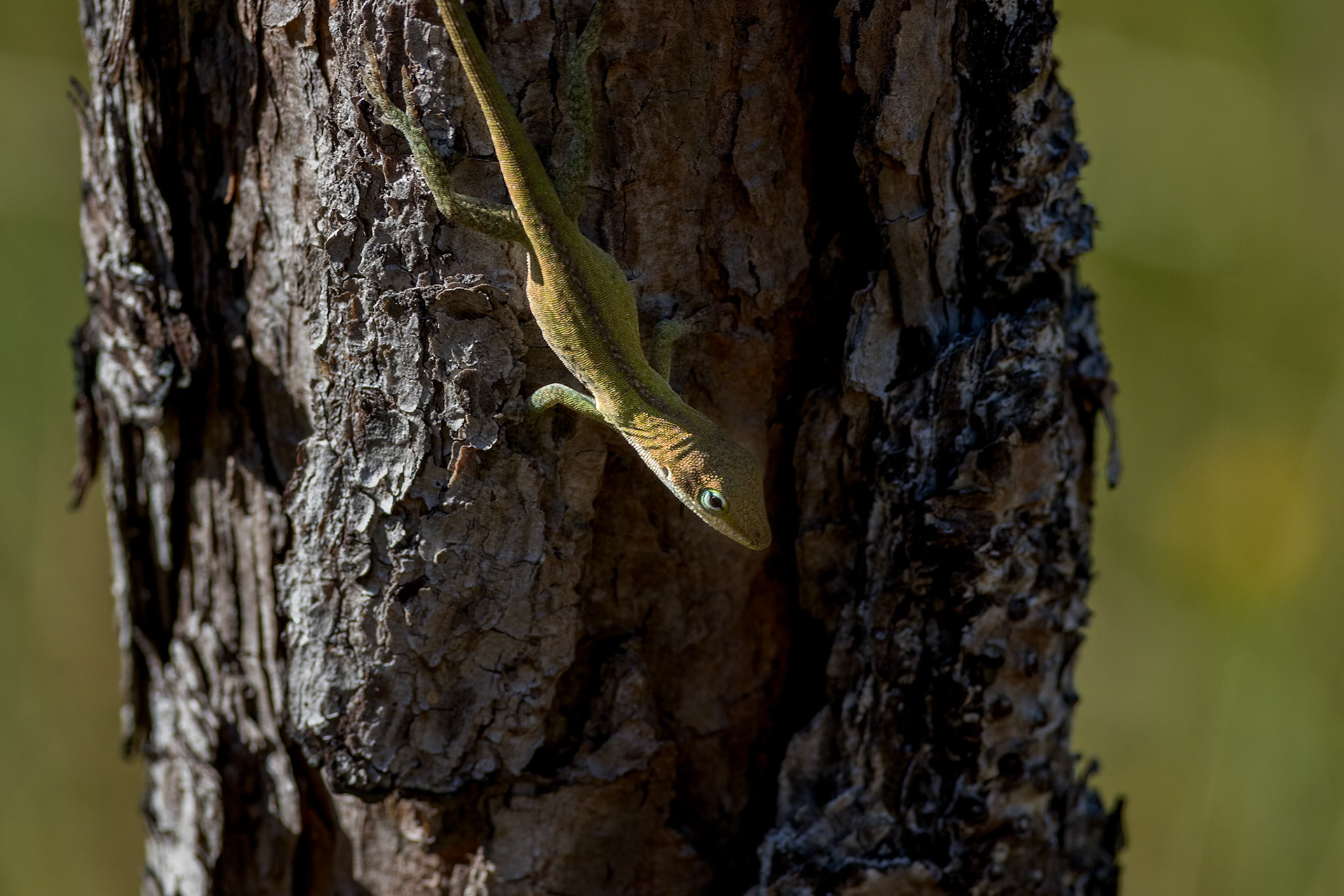 Anole, Green Swamp