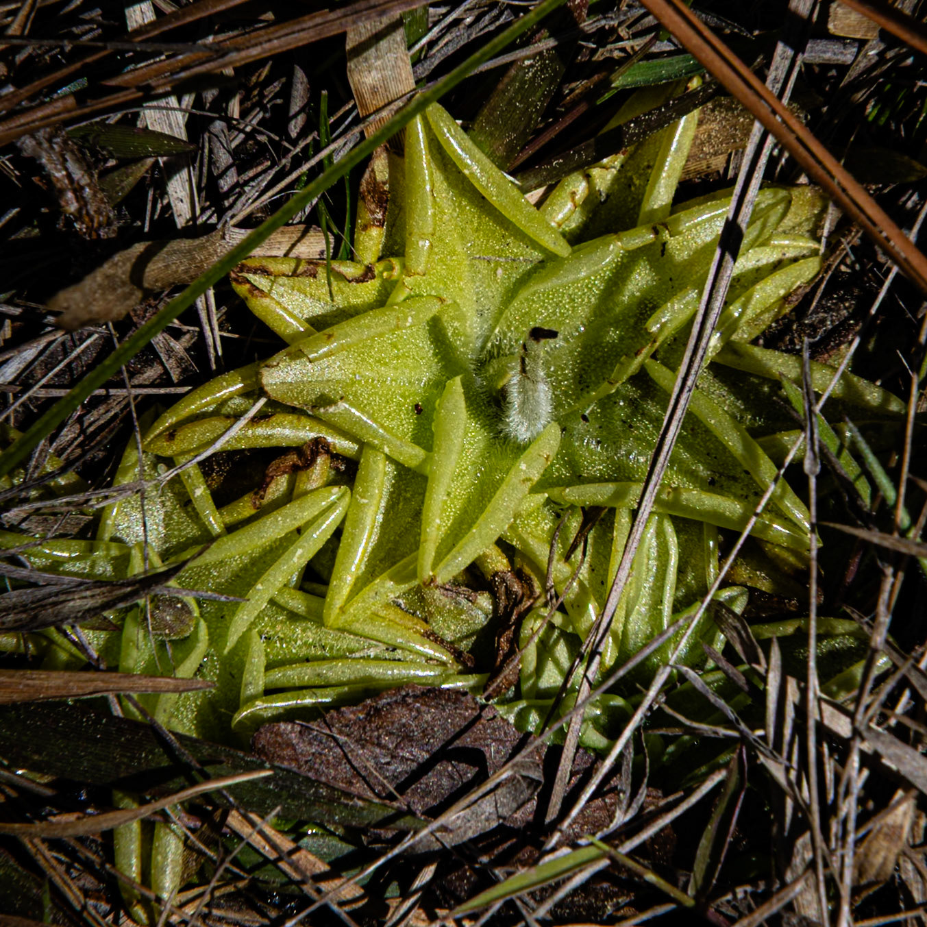 Yellow Butterwort 2, Green Swamp Preserve