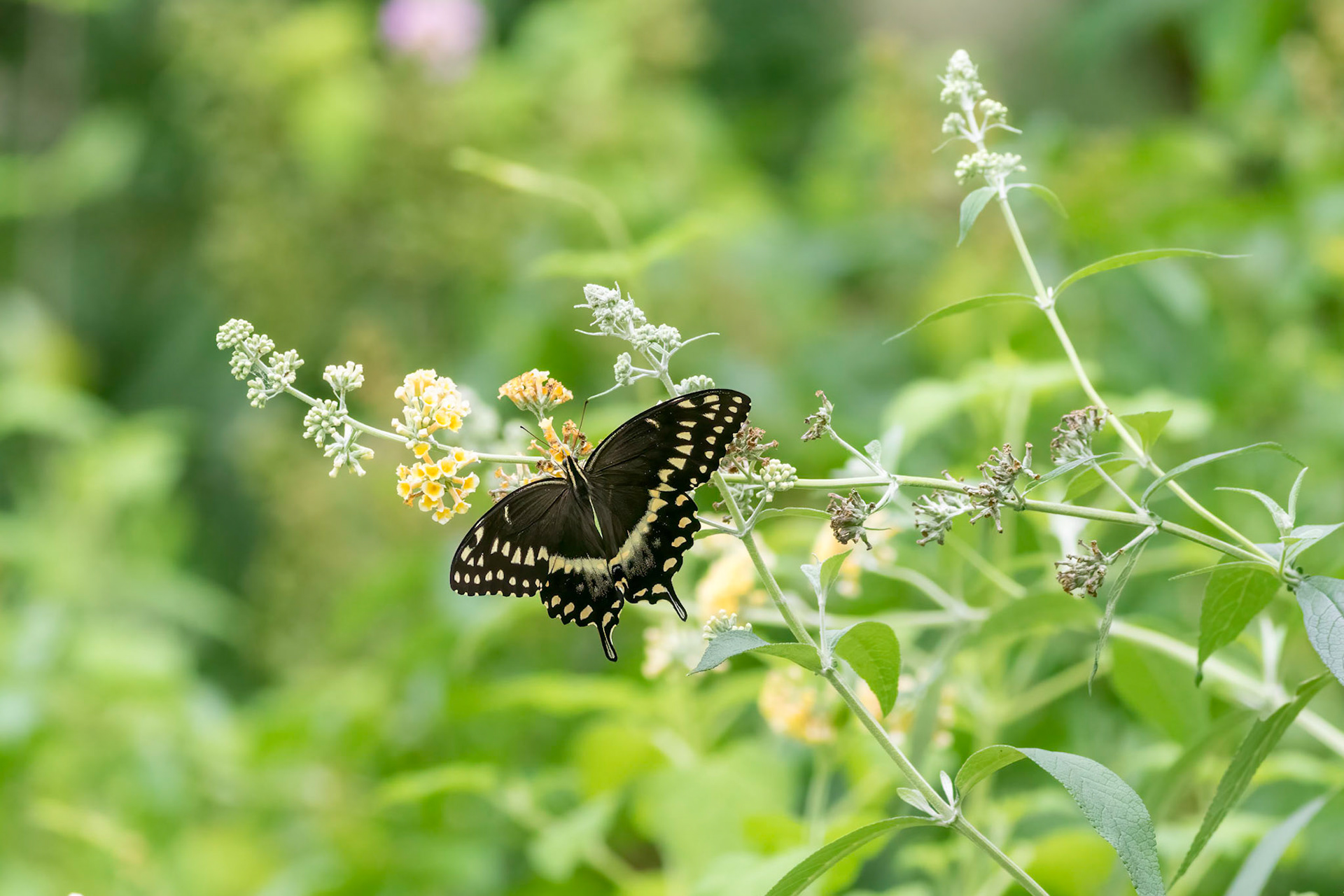 Palamedes swallowtail on lantana 2, Brunswick County Botanical Gardens
