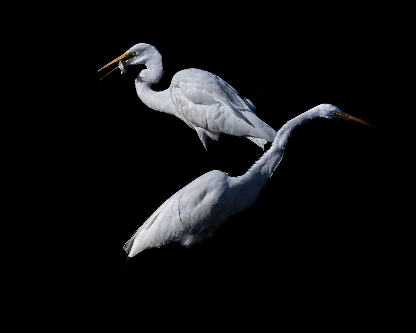 Low key great egret 11, Carl Bazemore bird platform, Sunset Beach, NC