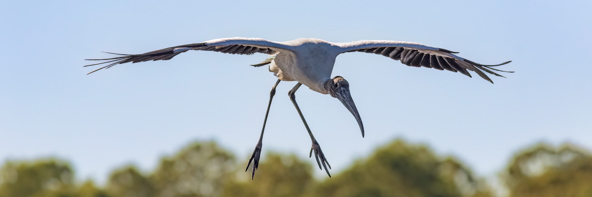 Woodstork 4, Huntington Beach State Park, SC