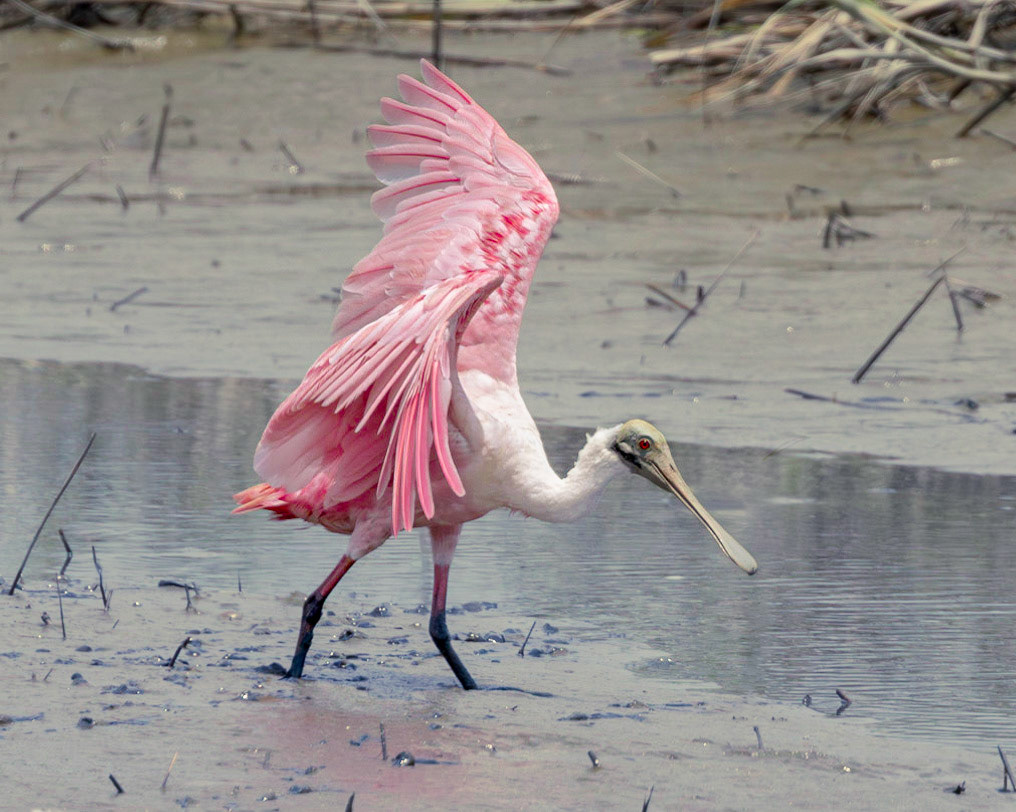 Roseate spoonbill 5, Huntington Beach State Park, SC