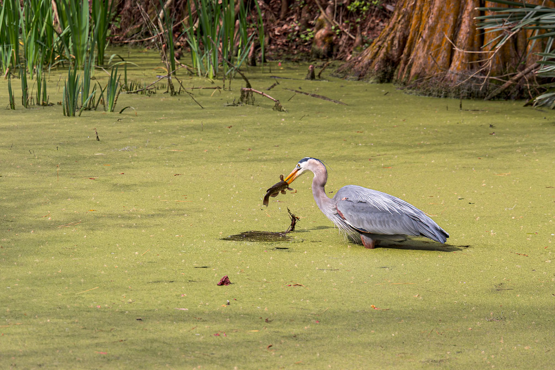 Great Blue Heron 95, Magnolia Plantation, Charlestton, SC