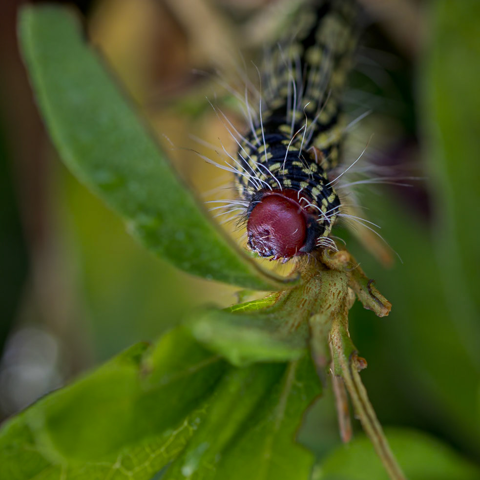 Azalea caterpillar 6, Private home in Calabash, NC
