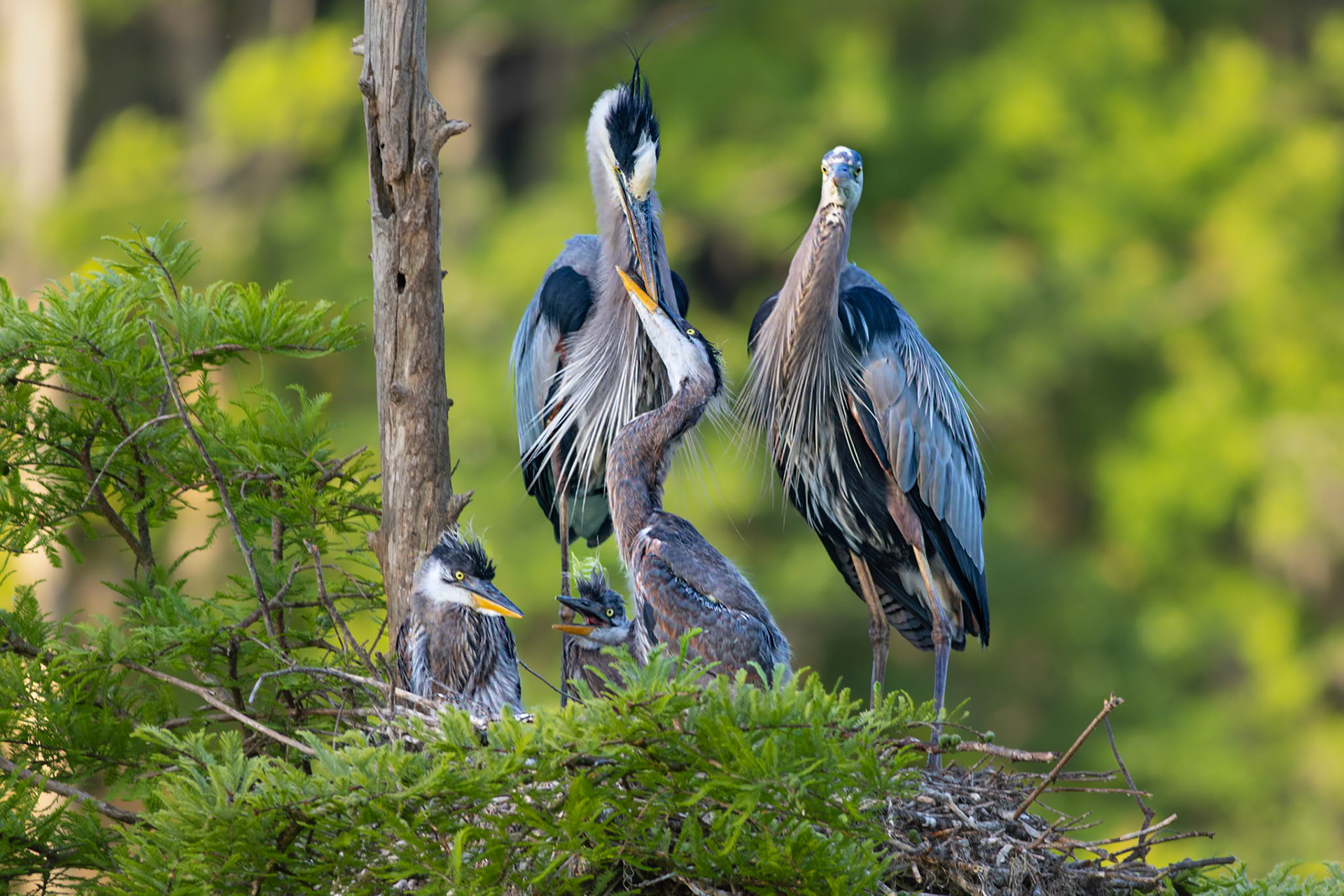Great blue heron 78, Magnolia Plantation and Gardens, SCAIR 22