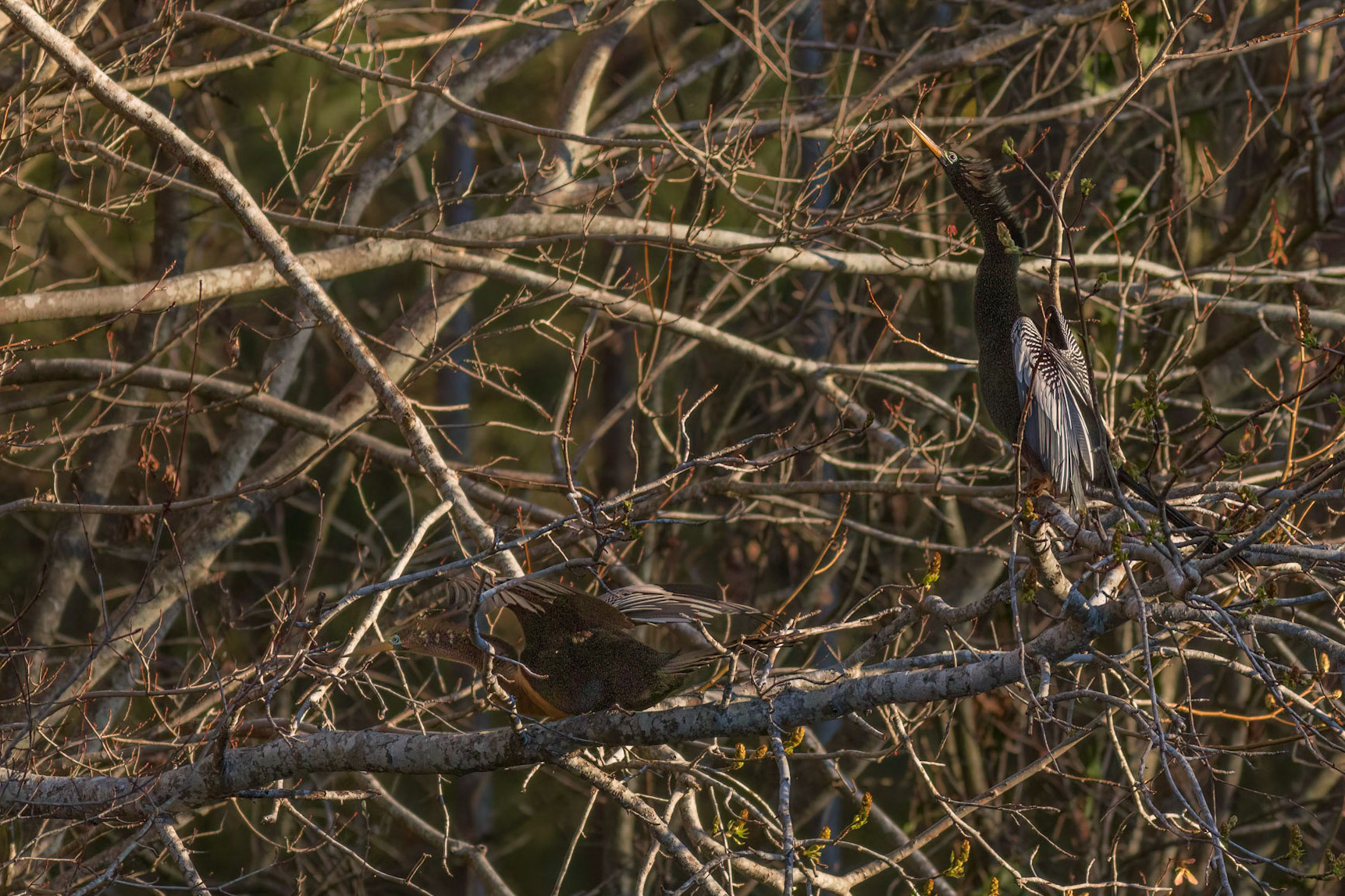 Anhinga 19, Sea Trail, Sunset Beach, NC