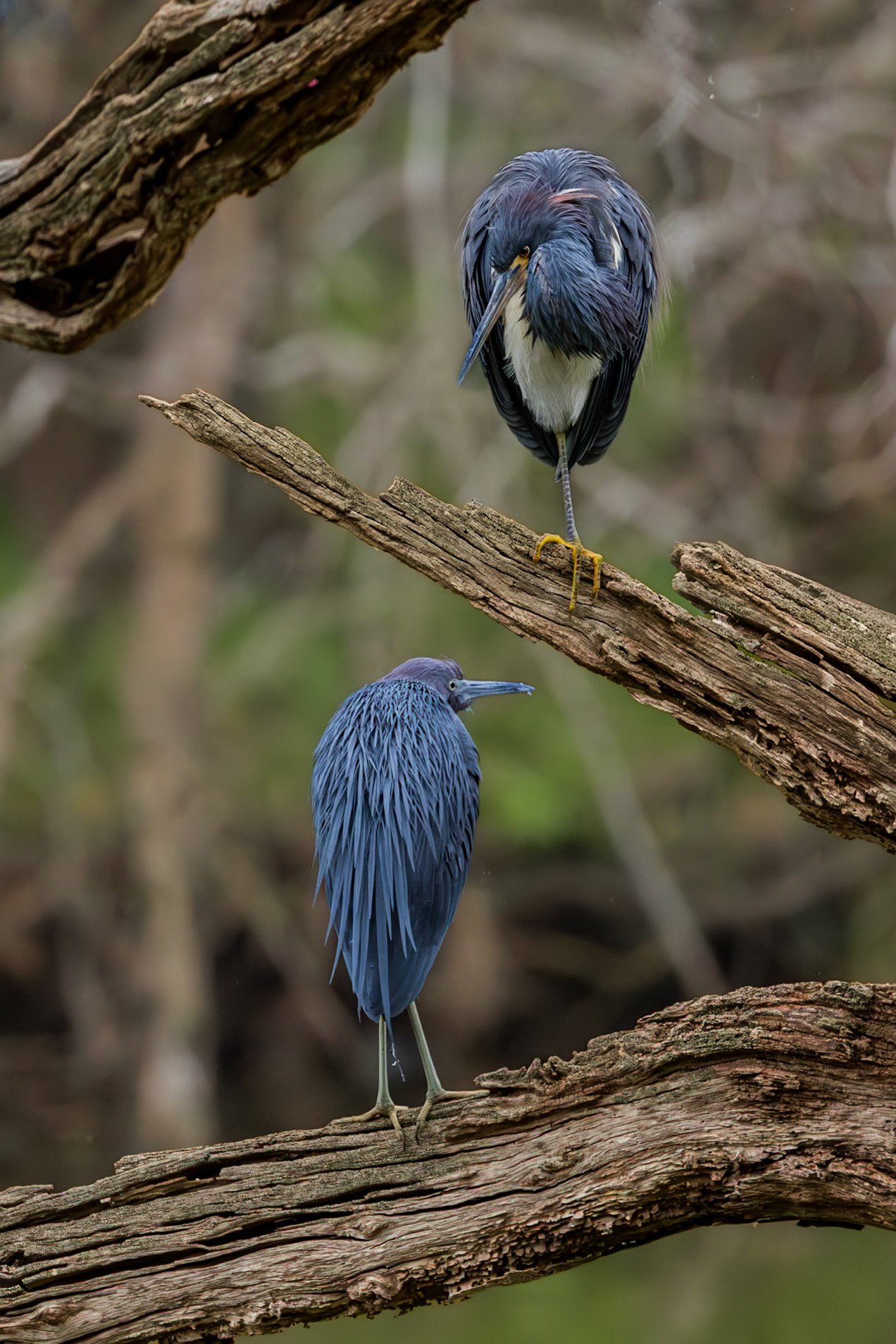 Little blue  and tricolor heron, Magnolia Cemetery