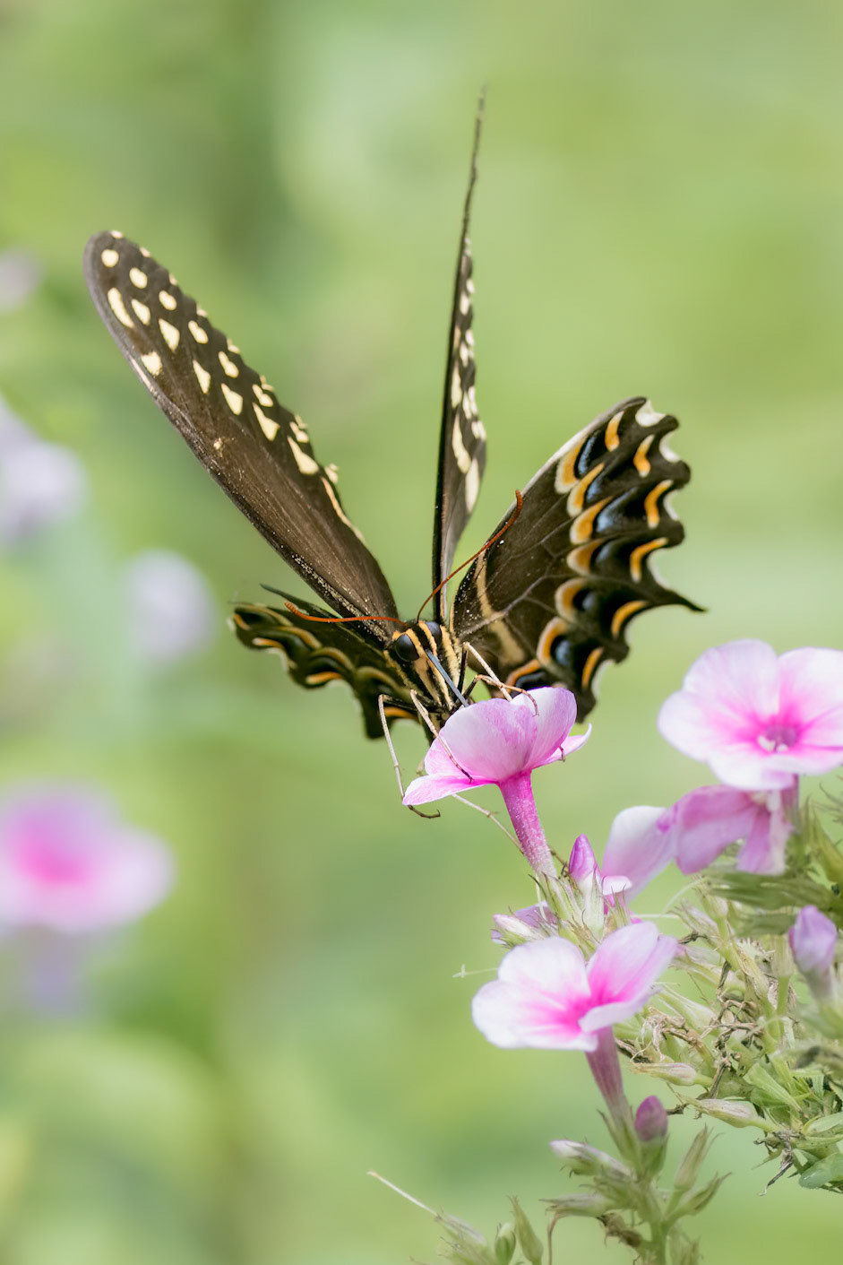 Palamedes swallowtail 8, Brunswick County Botanical Gardens