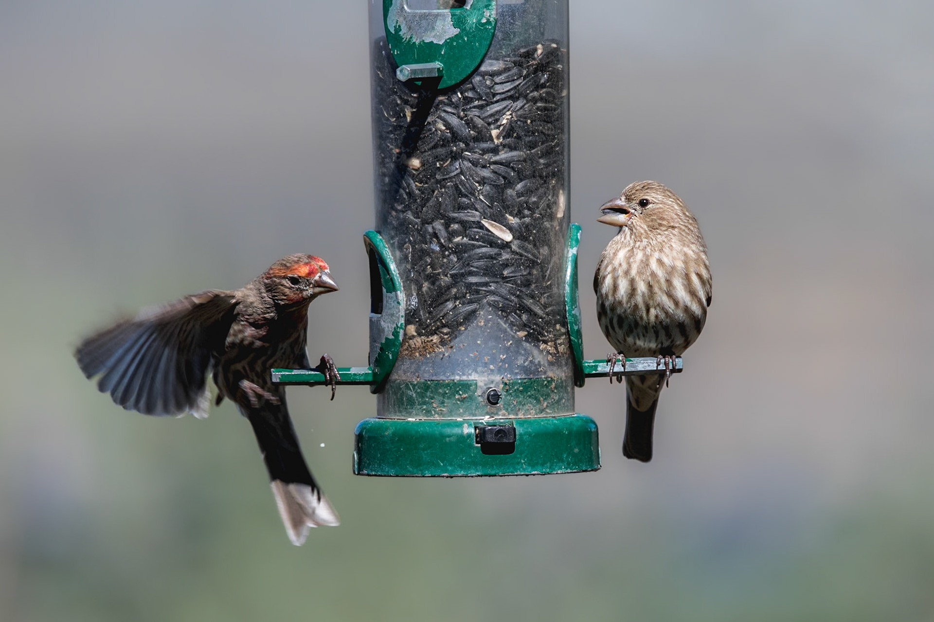 House finch 2, Huntington Beach State Park, SC