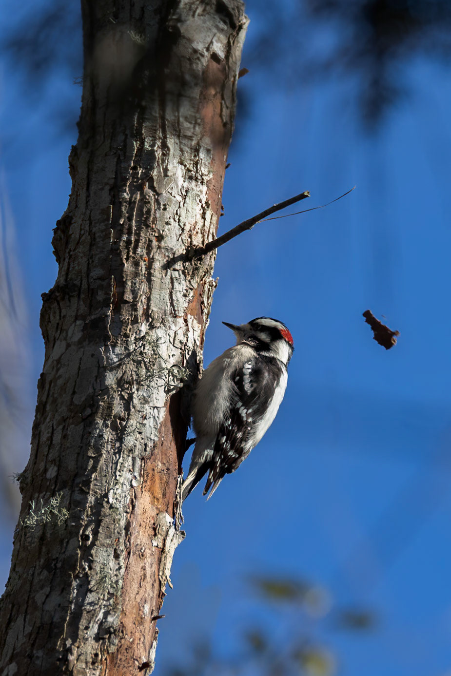 Downy woodpecker 8, Huntington Beach State Park, SC