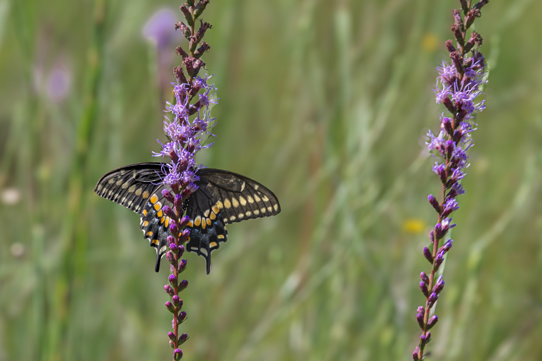 Black swallowtail 11, Greater Green Swamp Area
