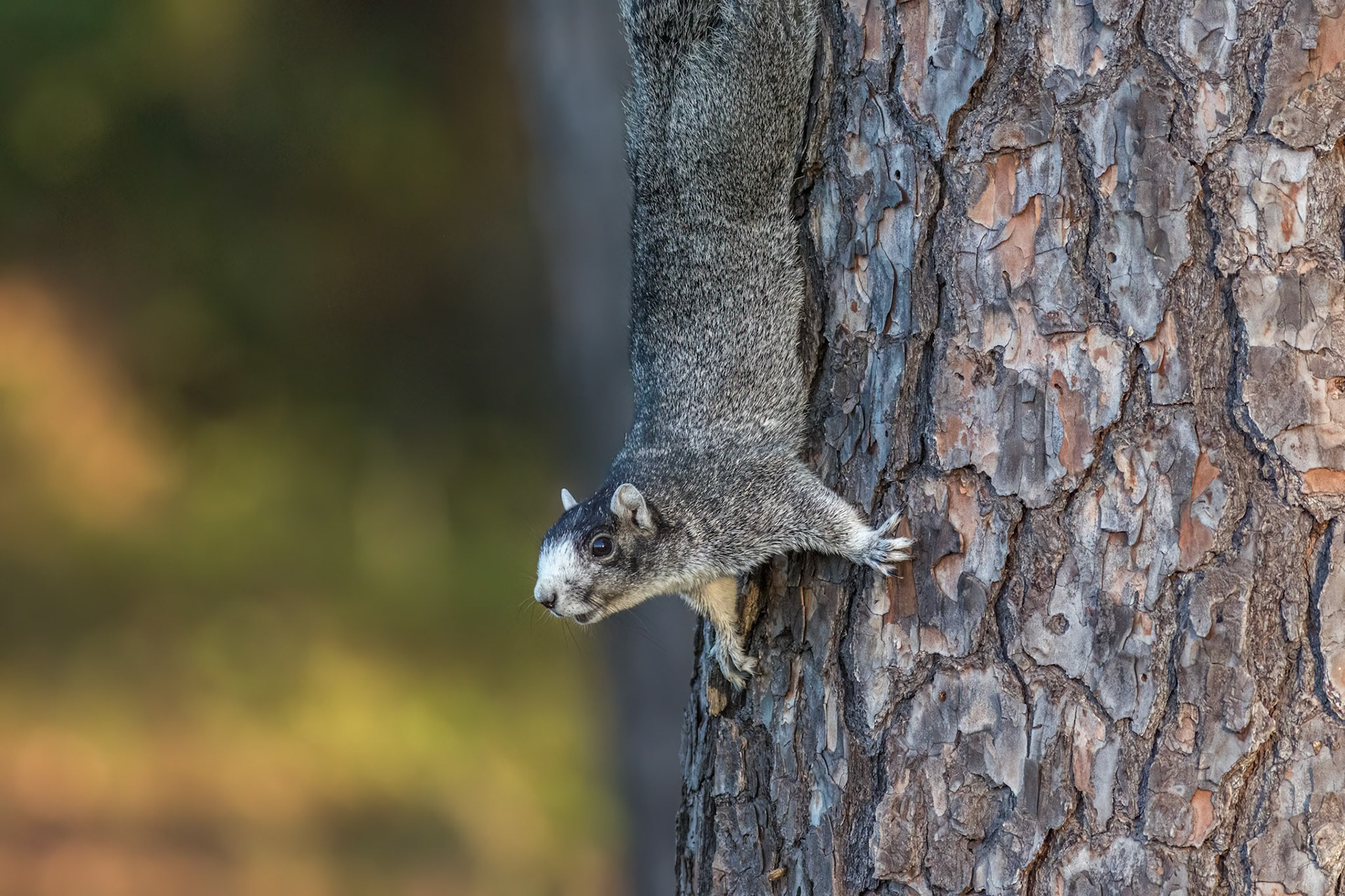 Fox squirrel 2, Sea Trail