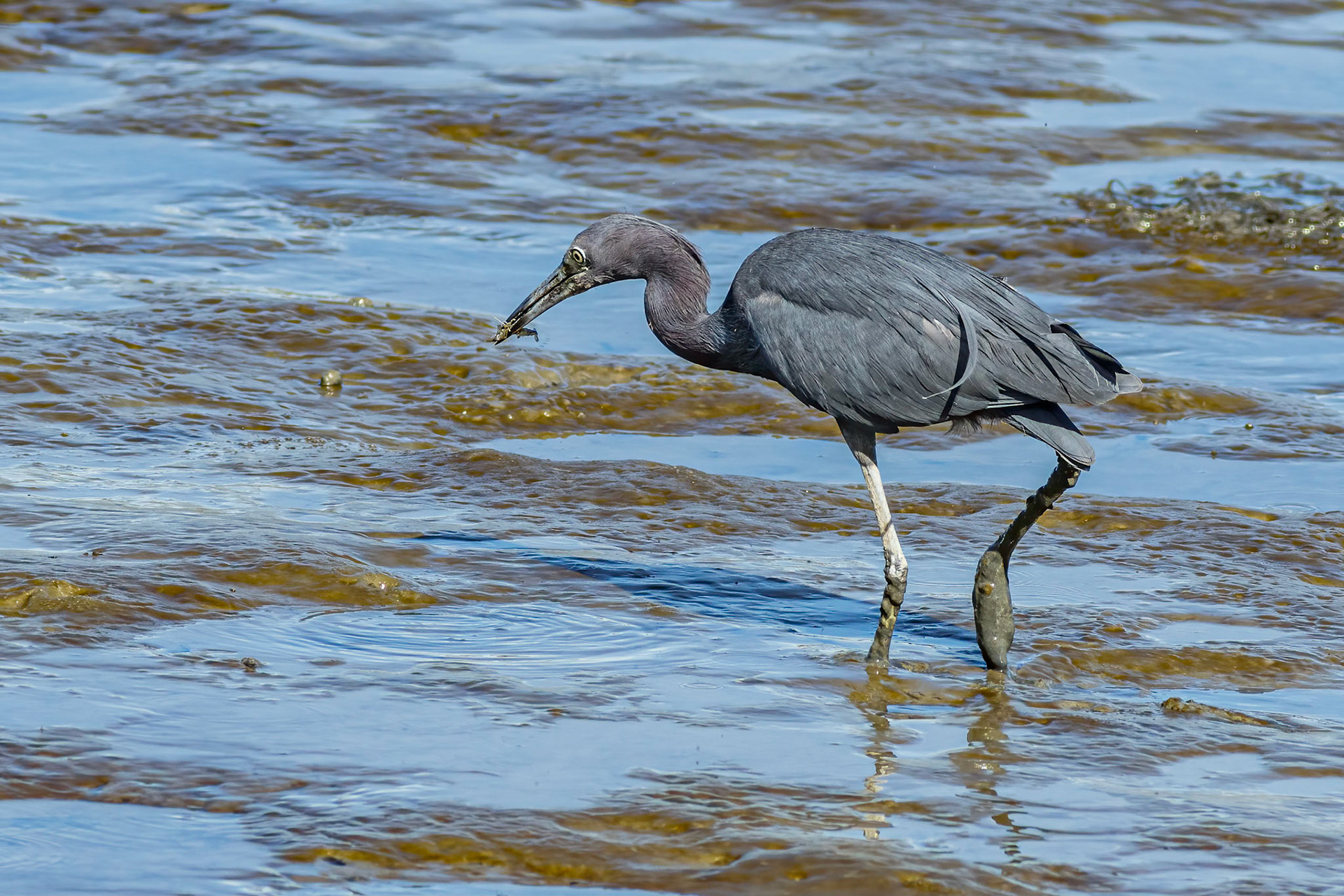 Little blue heron 8, Ferry Landing area