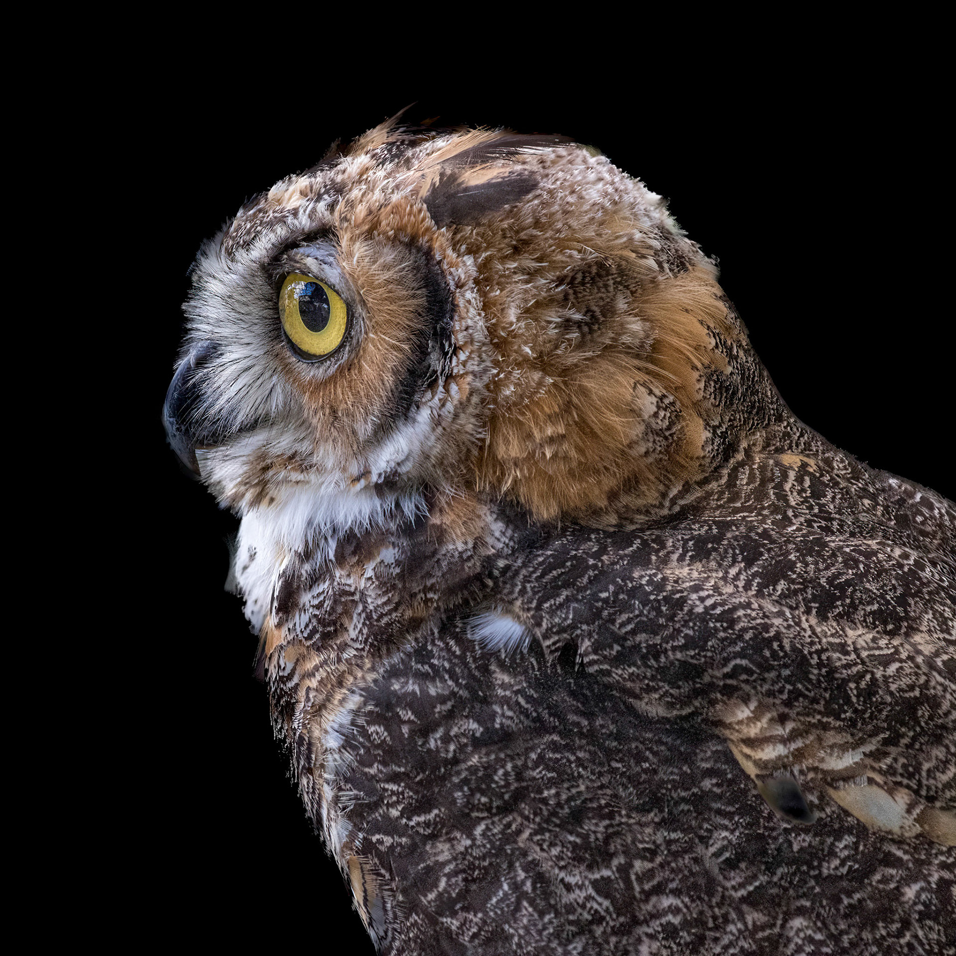 Hootsie 13, Great Horned Owl Juvenile, Sea Biscuit Wildlife Shelter