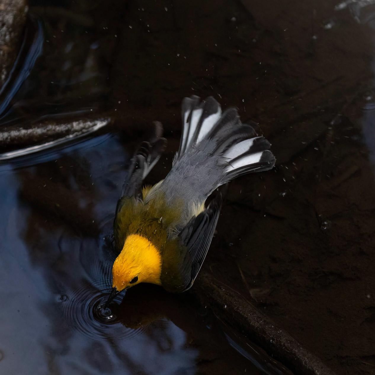 Prothonotary warbler 4, Beidler Audubon Forest