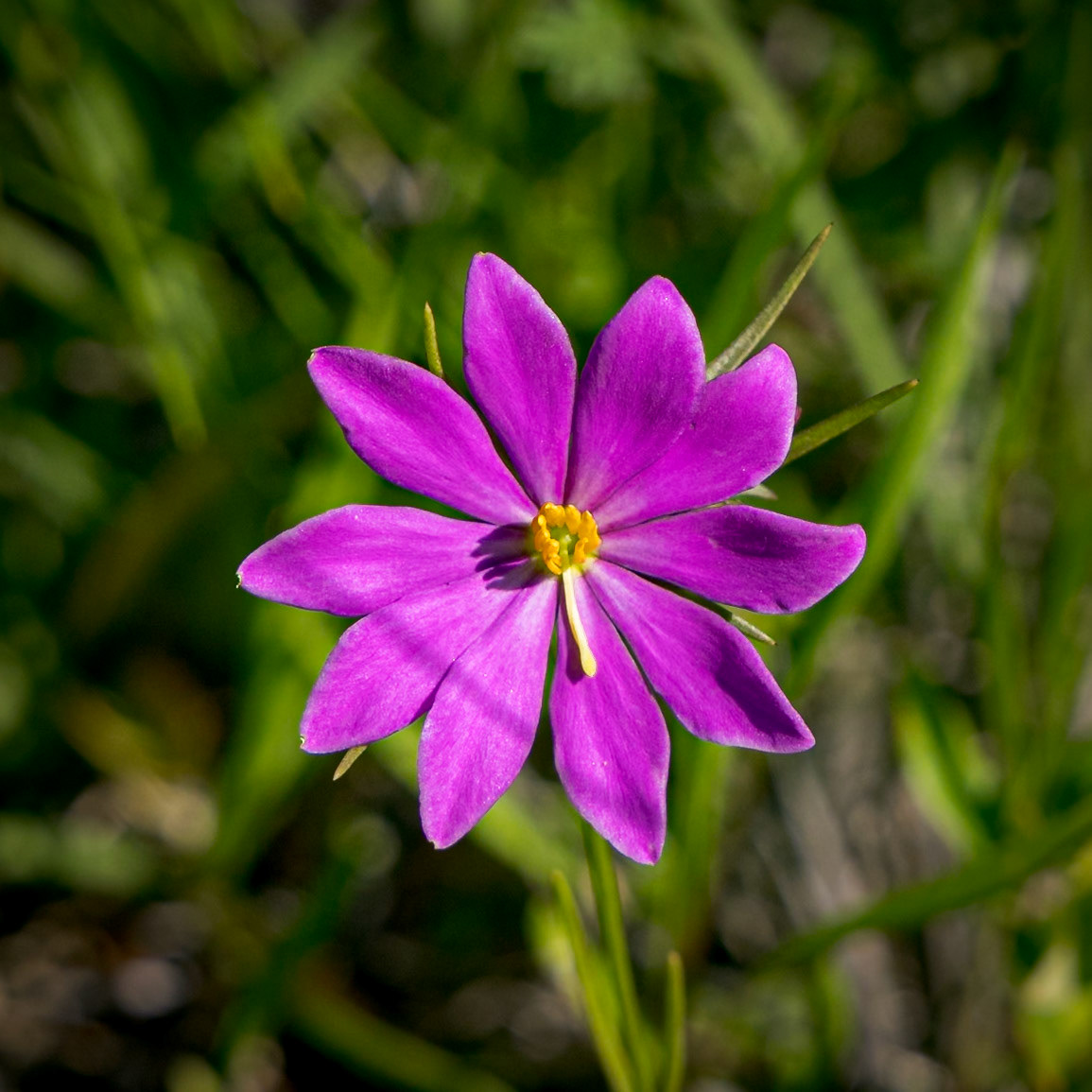 Pinewoods rose gentian 4, Greater Green swamp area