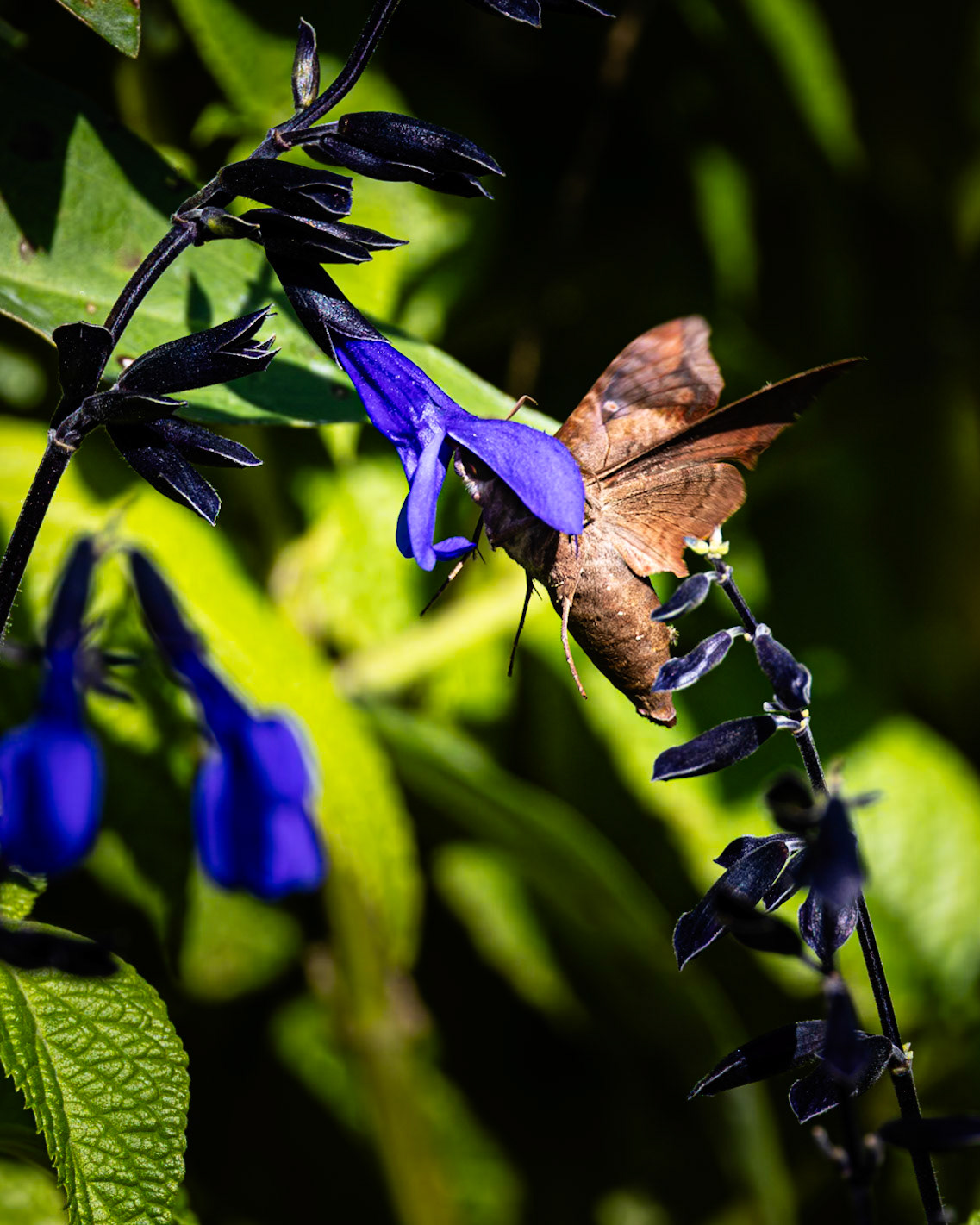 Sphinx moth 4, Private home in Calabash, NC