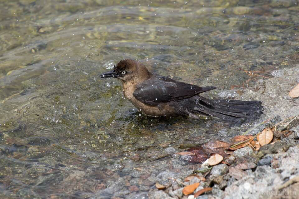 Boat Tailed Grackle 3, SB Bird Platform